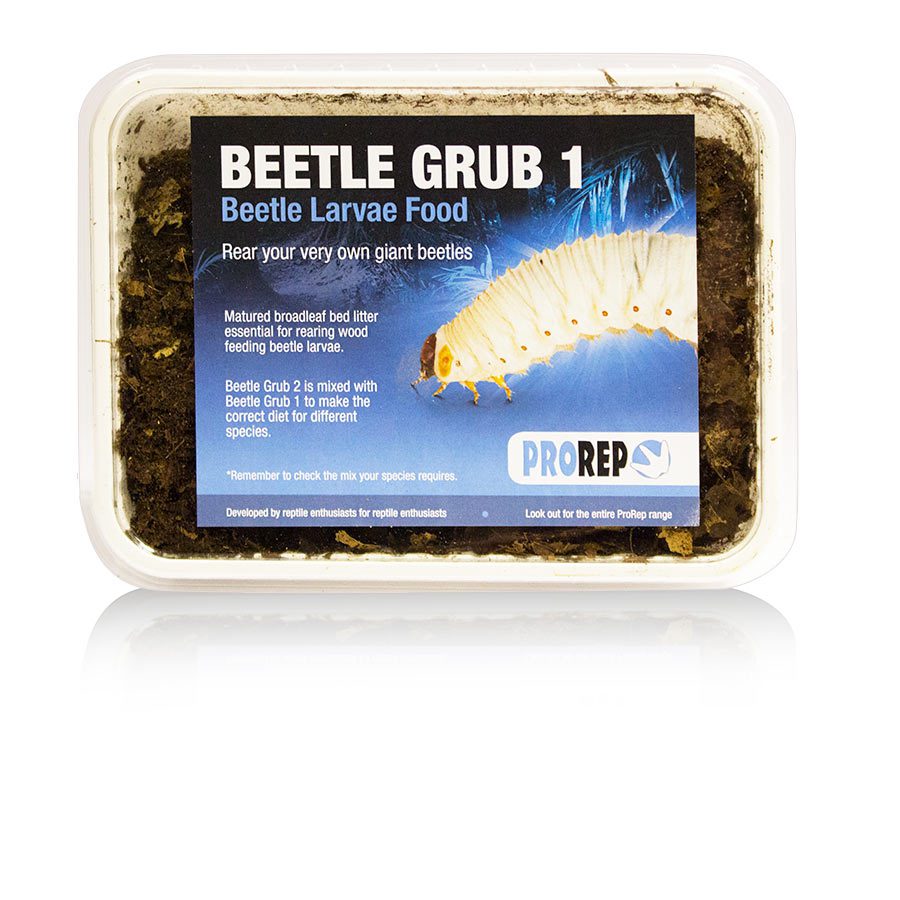Beetle Grub 1
