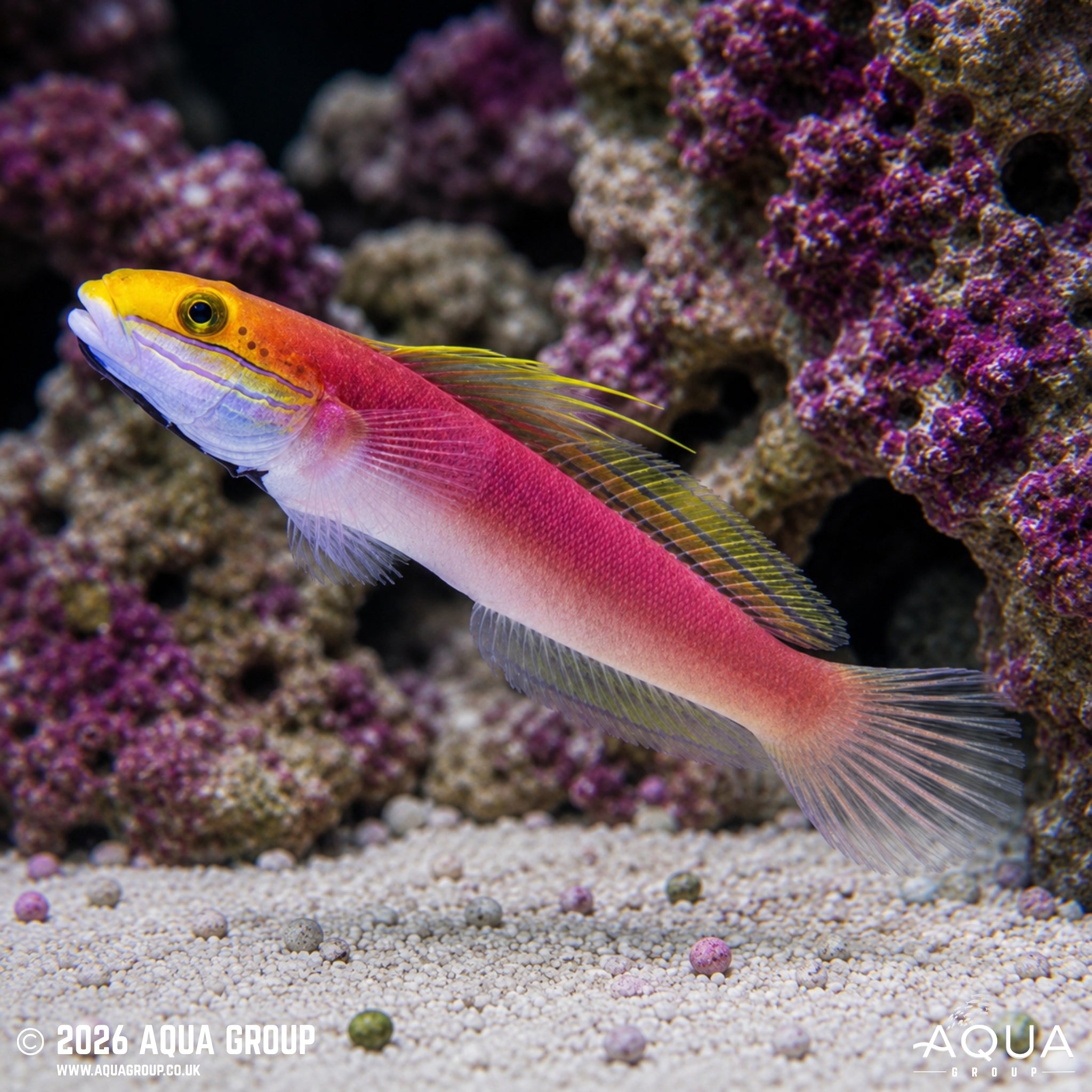 Bella Goby - Valenciennea bella - Aqua Group