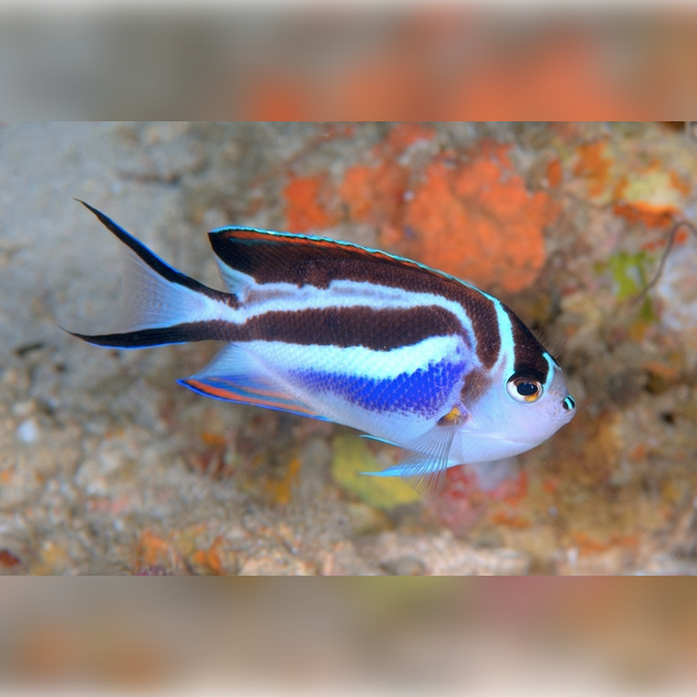 Bellus Angelfish - Aqua Group