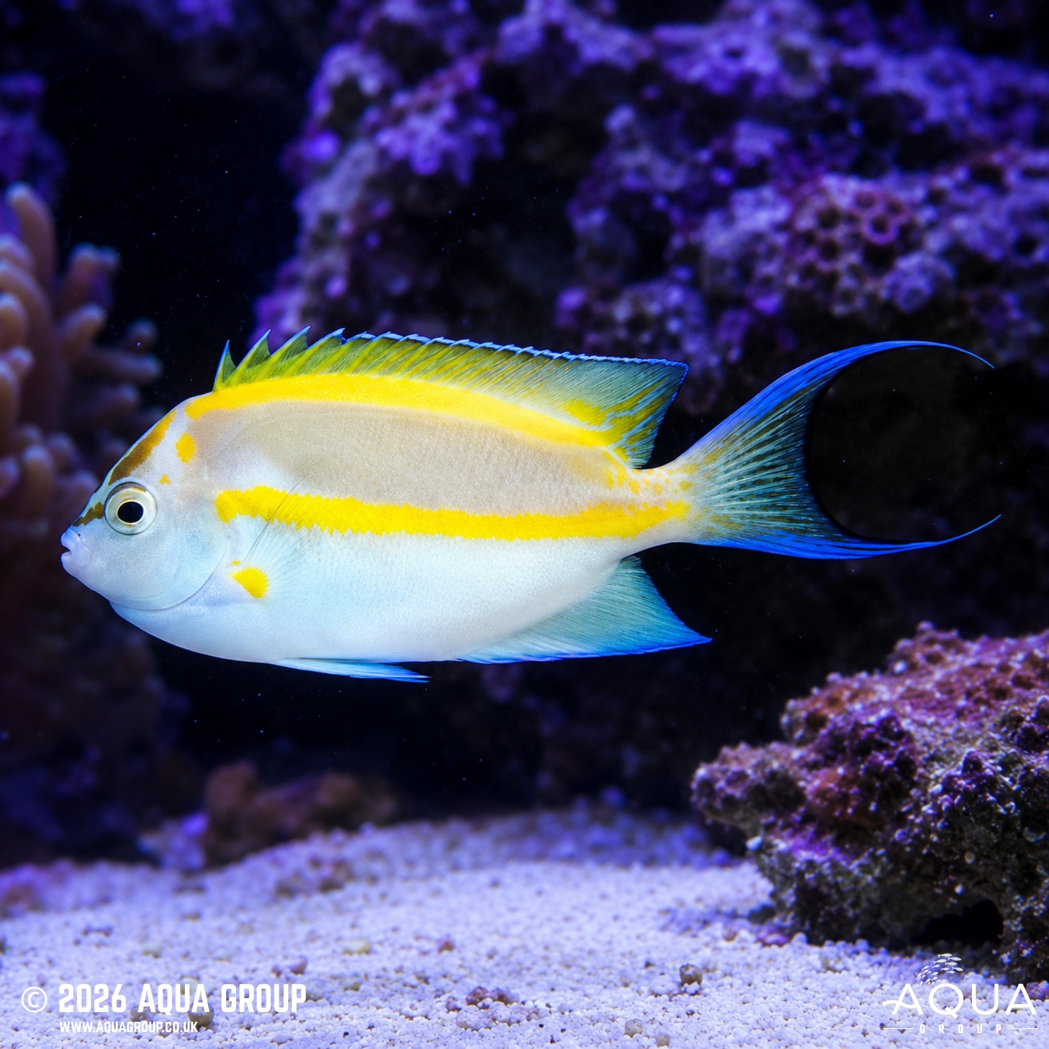 Bellus Angelfish - Genicanthus bellus - Aqua Group