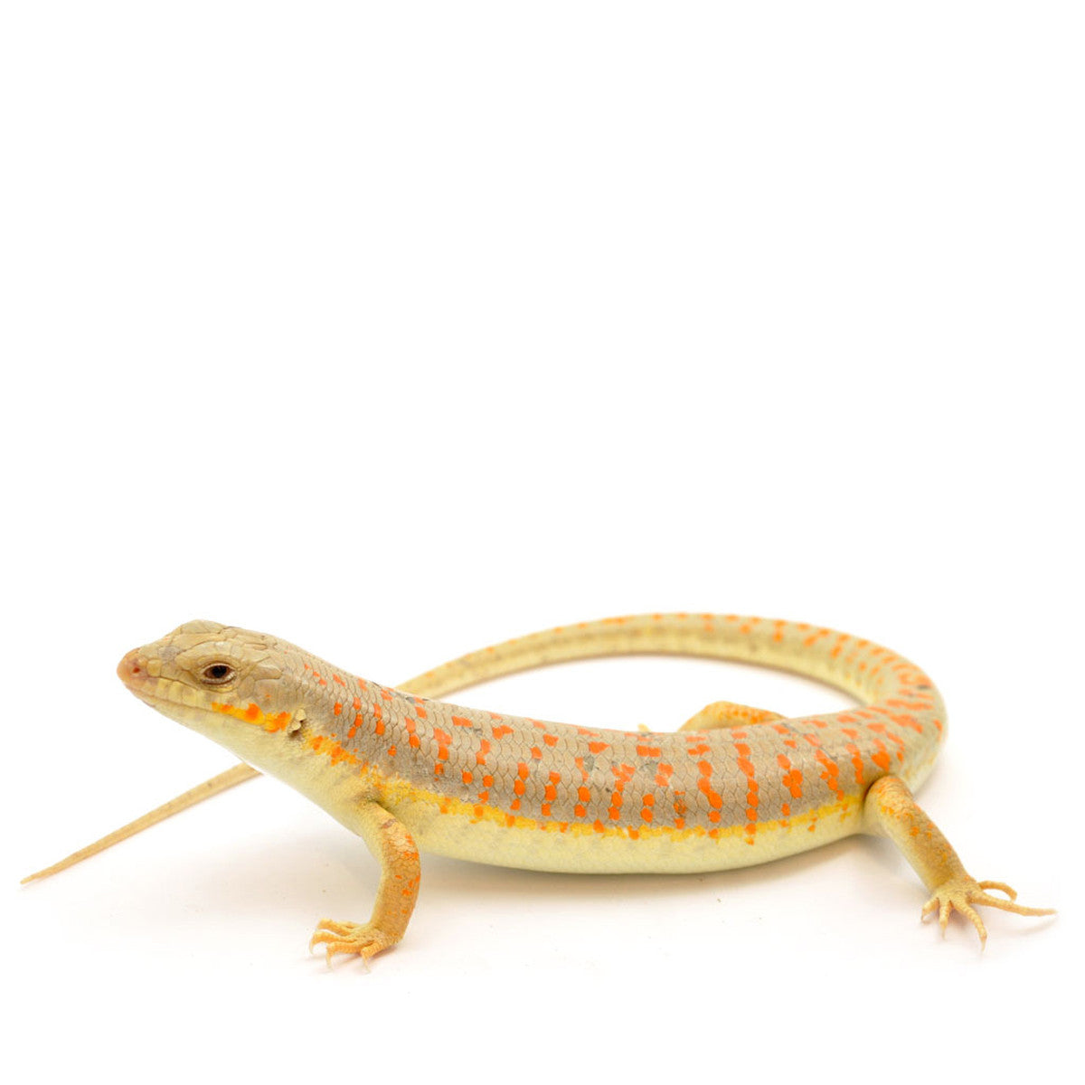 Berber Skink