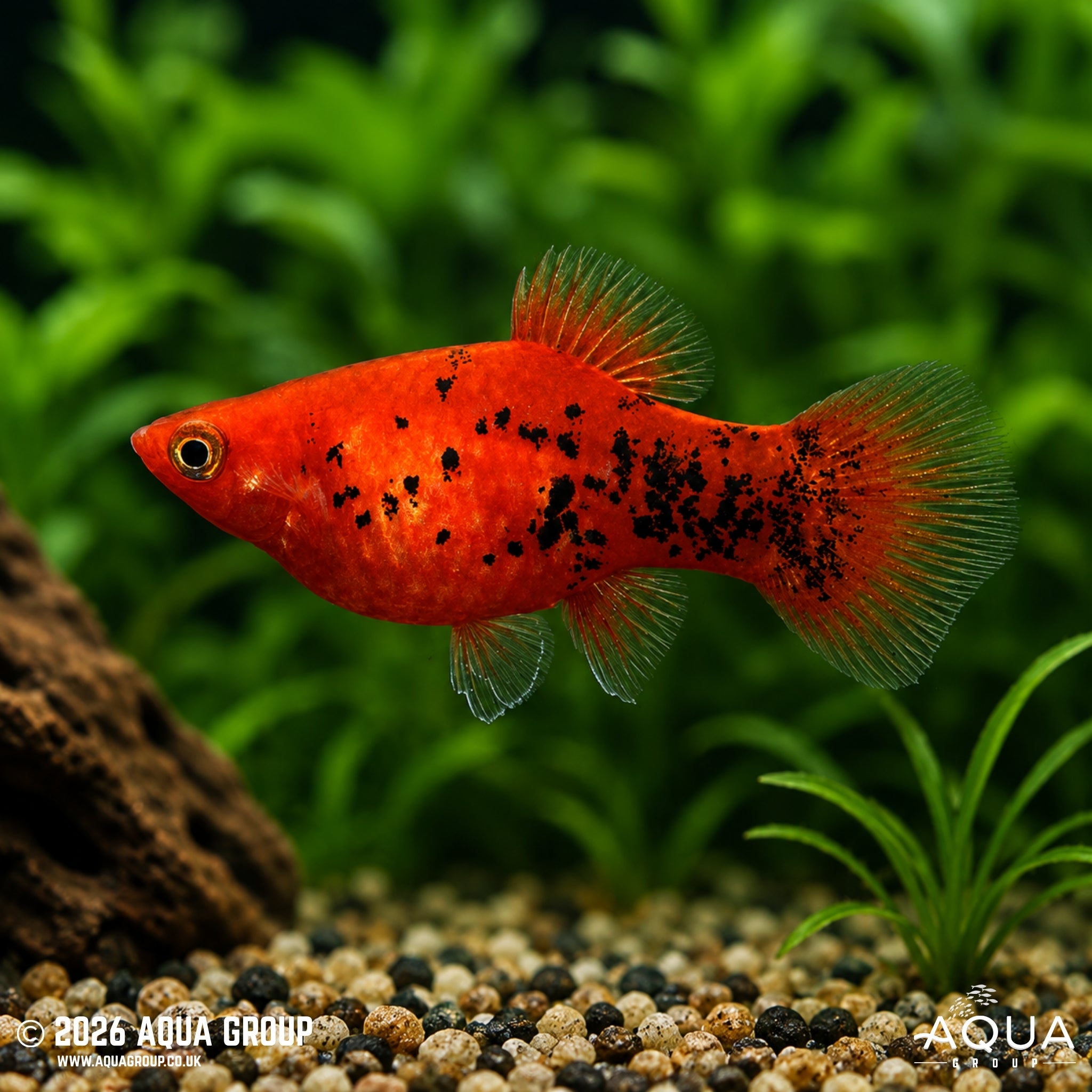 Berlin Platy - Xiphophorus maculatus - Aqua Group