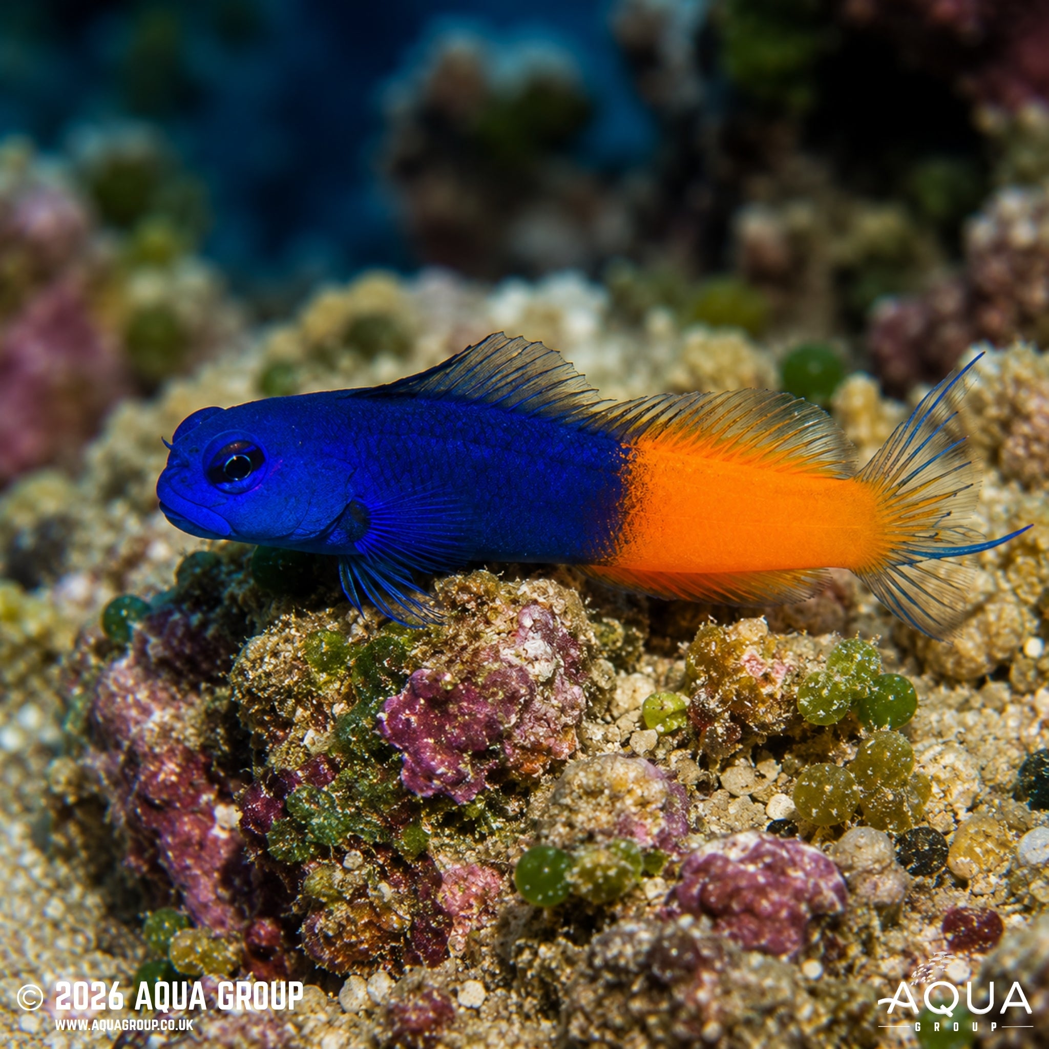 Bicolour Blenny - Ecsenius bicolor