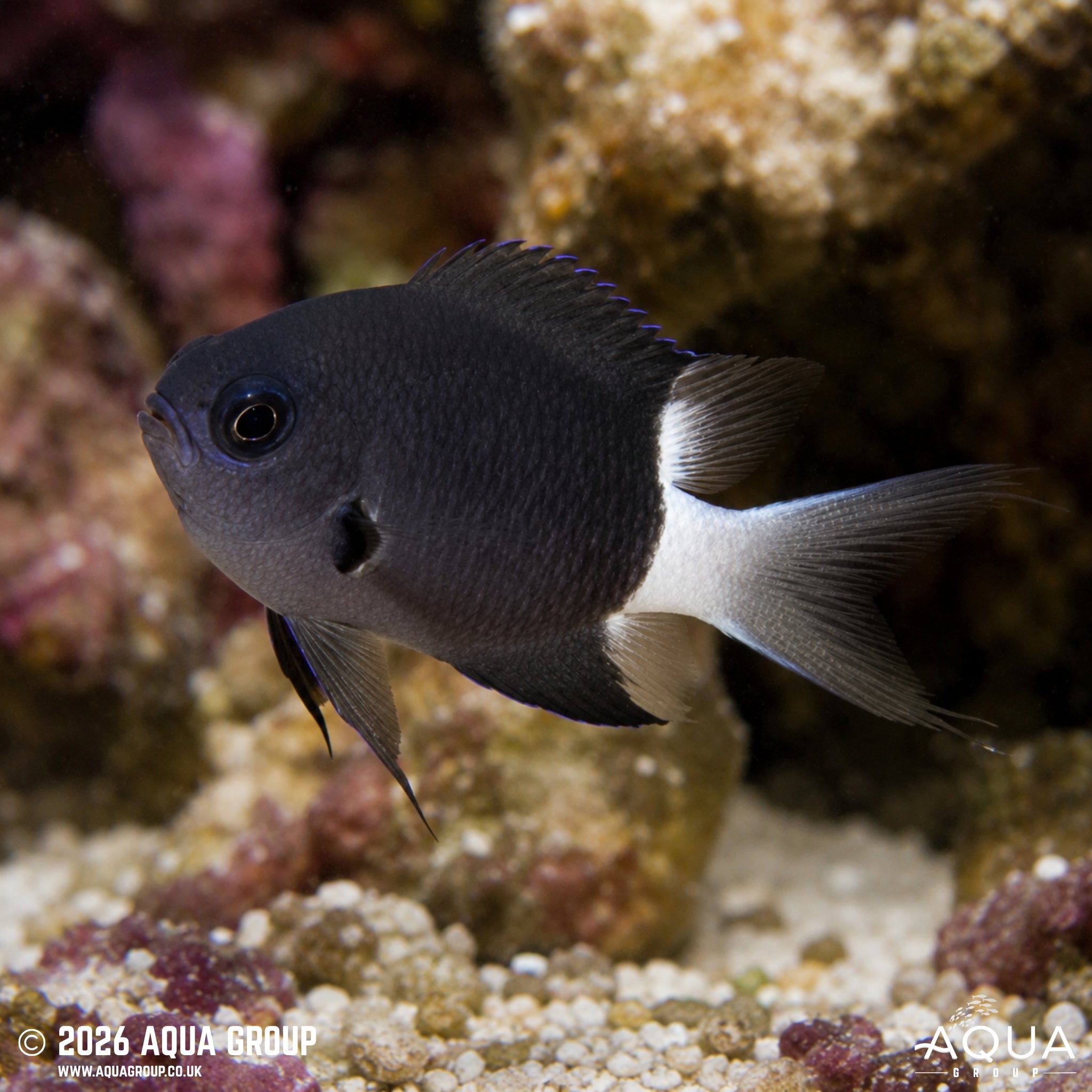 Bicolour Chromis - Pycnochromis margaritifer - Aqua Group