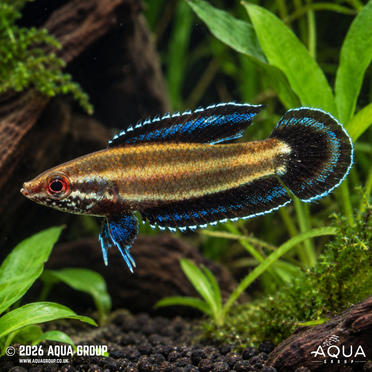 Bintan Licorice Gourami - Parosphromenus bintan