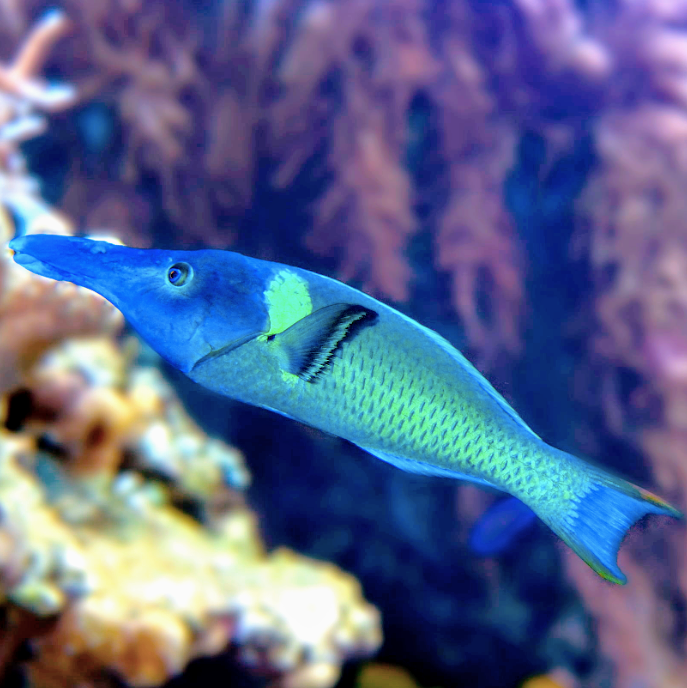 Birdmouth Wrasse (Pair)