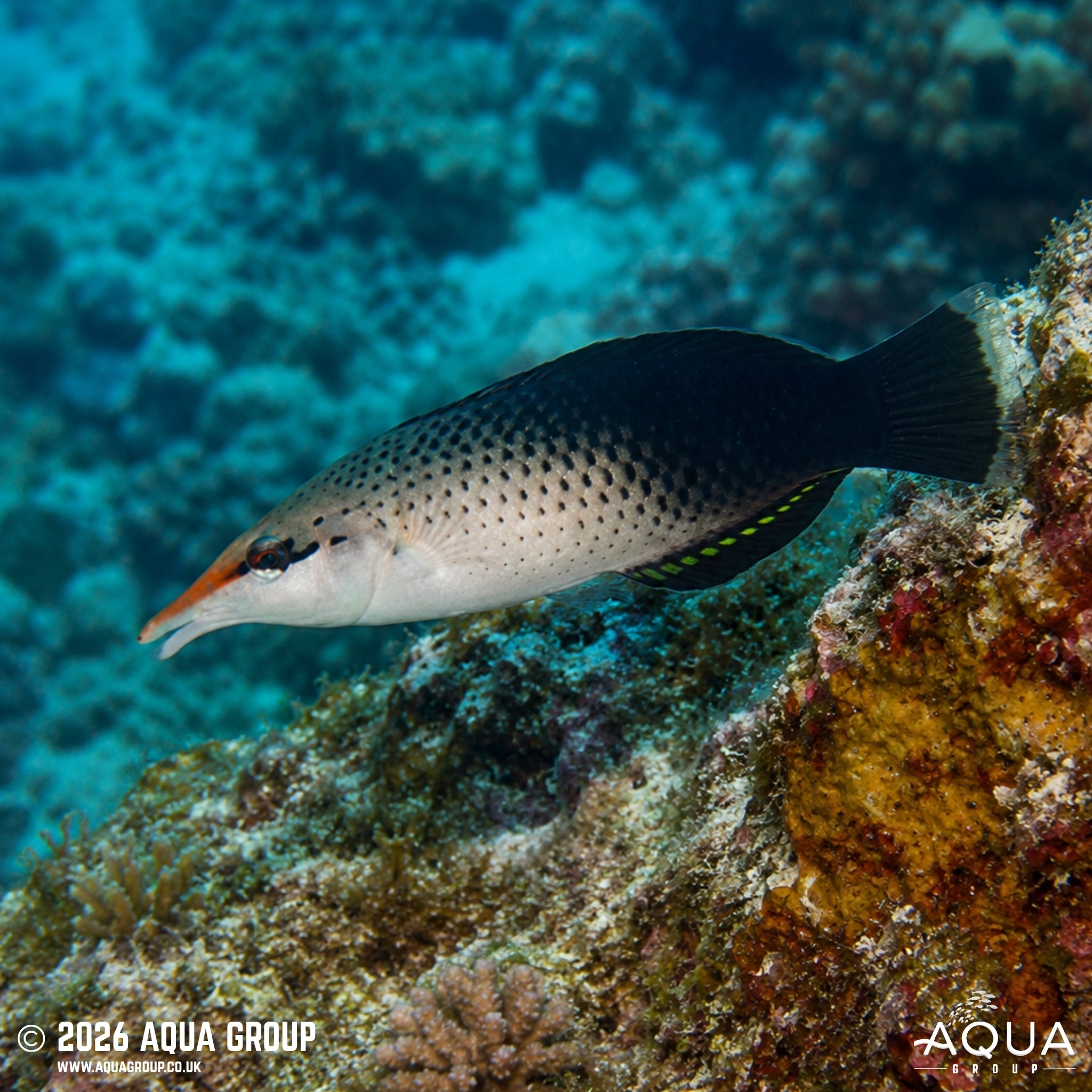 Birdmouth Wrasse - Gomphosus caeruleus