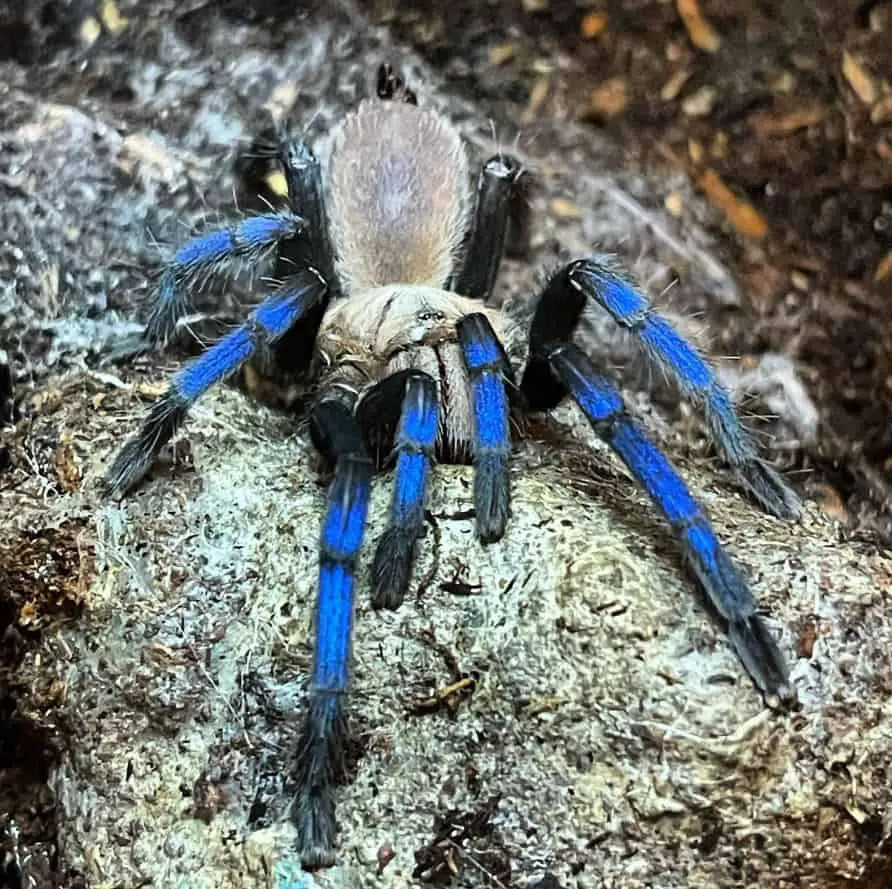 Birupes Simoroxigorum (Neon Blue Leg) 2cm Sling