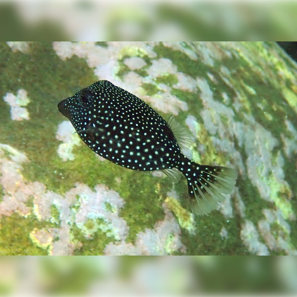 Boxfish