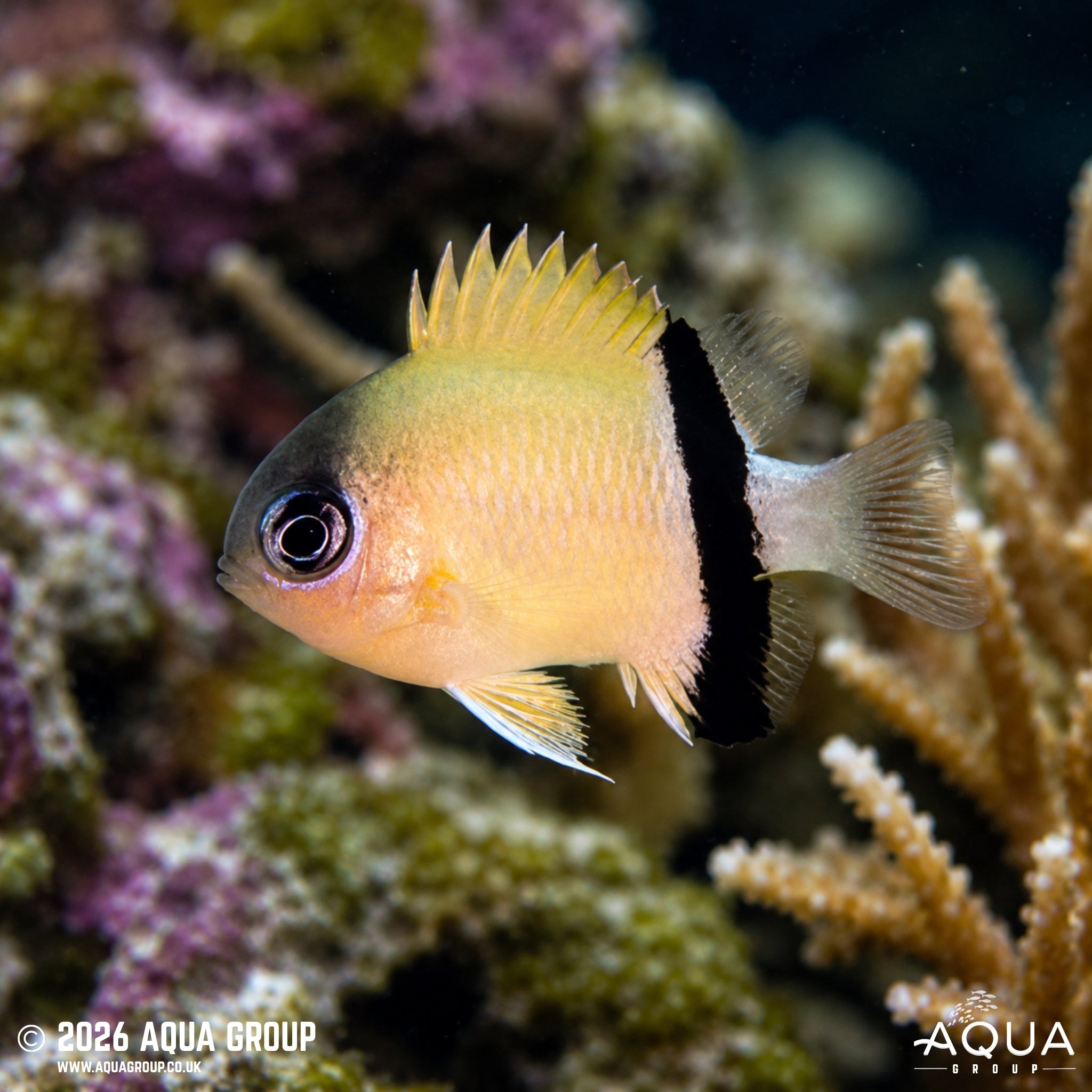 Black Bar Chromis - Pycnochromis retrofasciatus