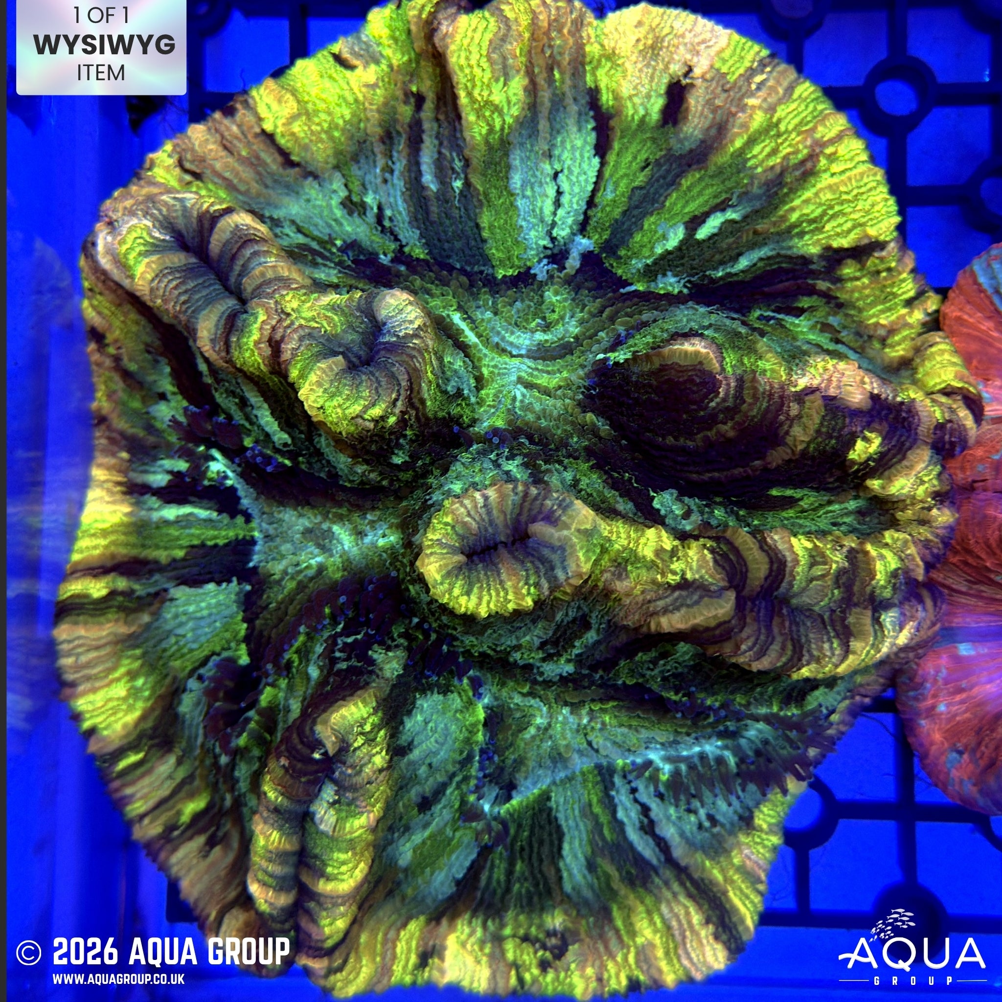 Black Bar Trachyphyllia #4 - WYSIWYG