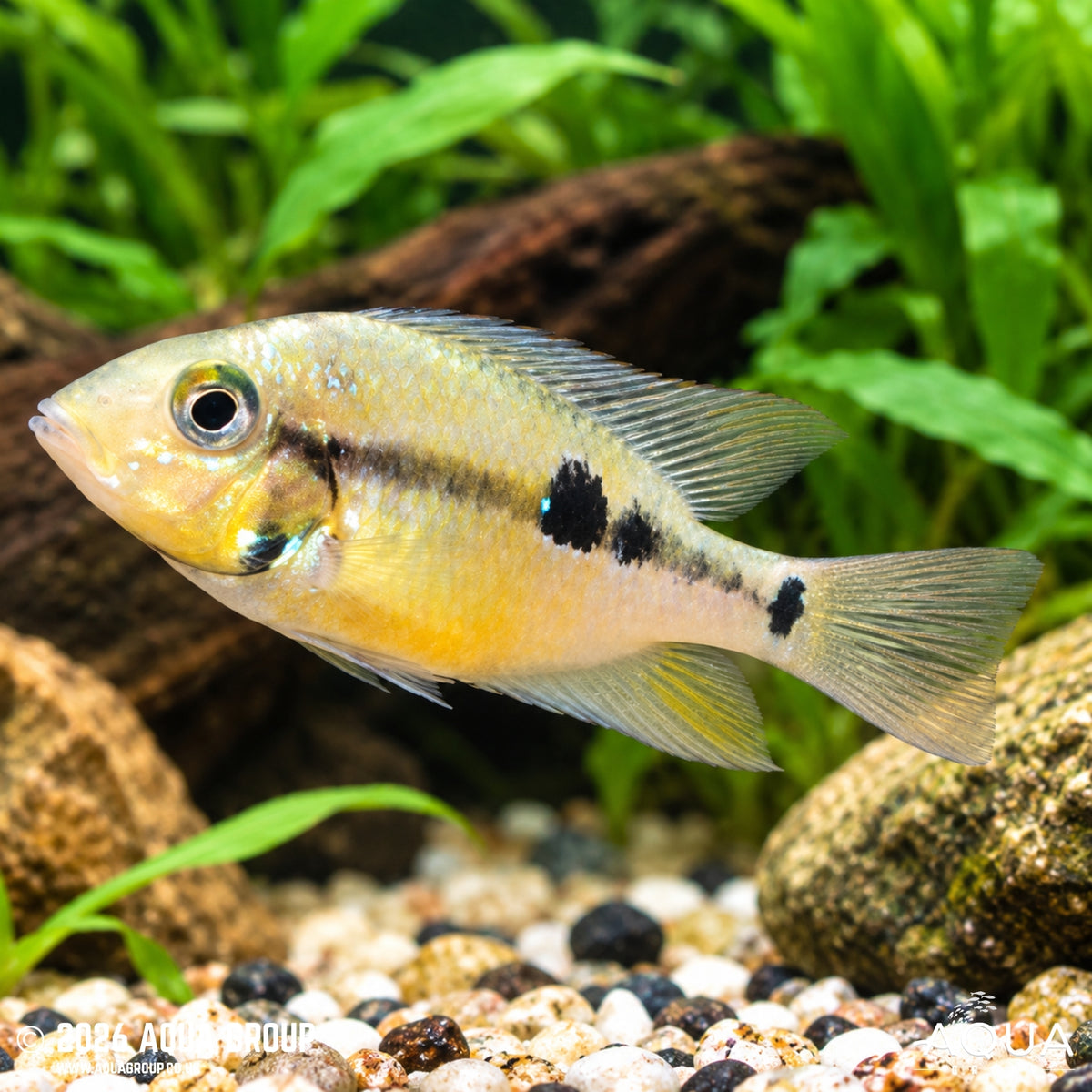 Black Gullet Cichlid - Thorichthys pasionis "Black Gullet"