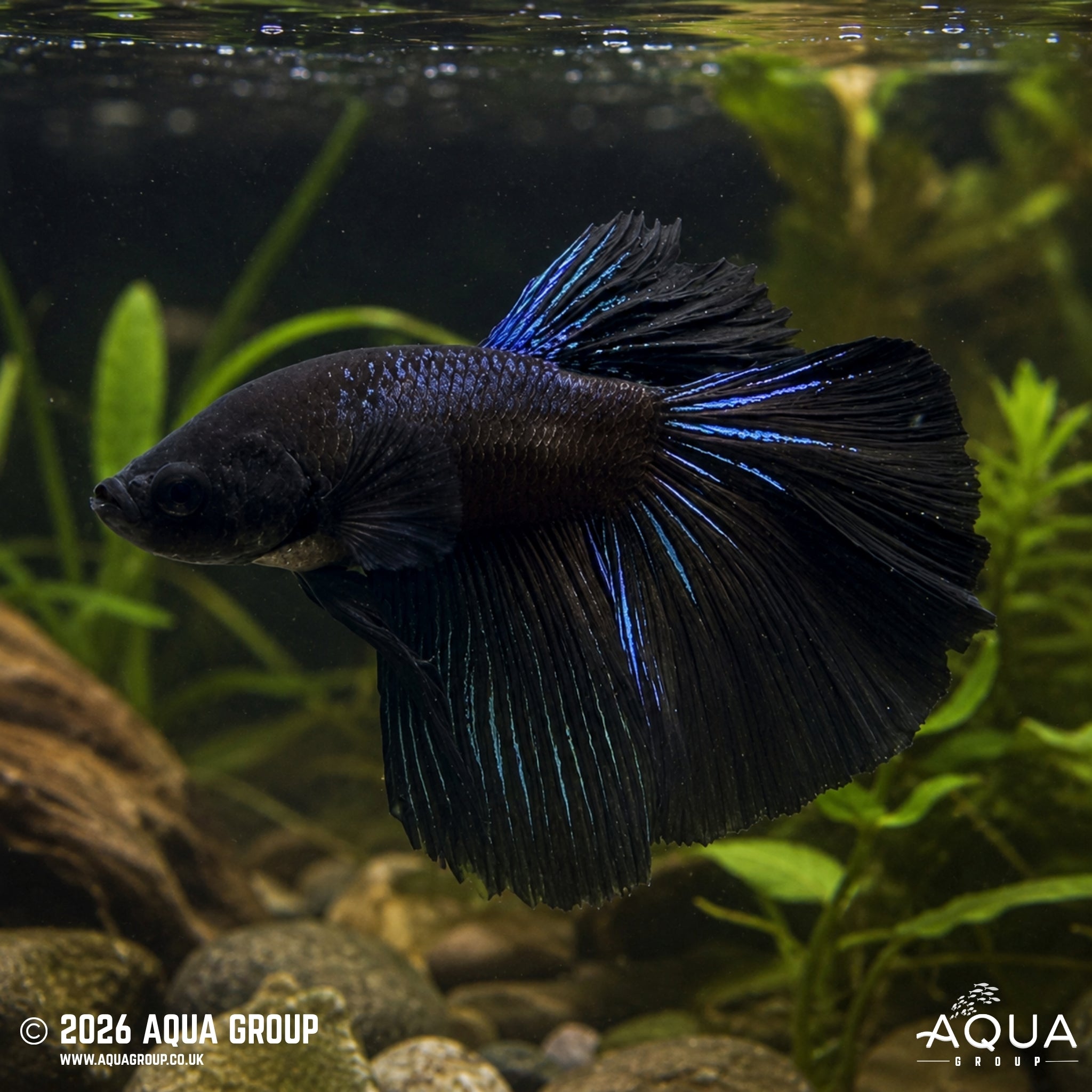 Black Half Moon Betta - Betta splendens #5