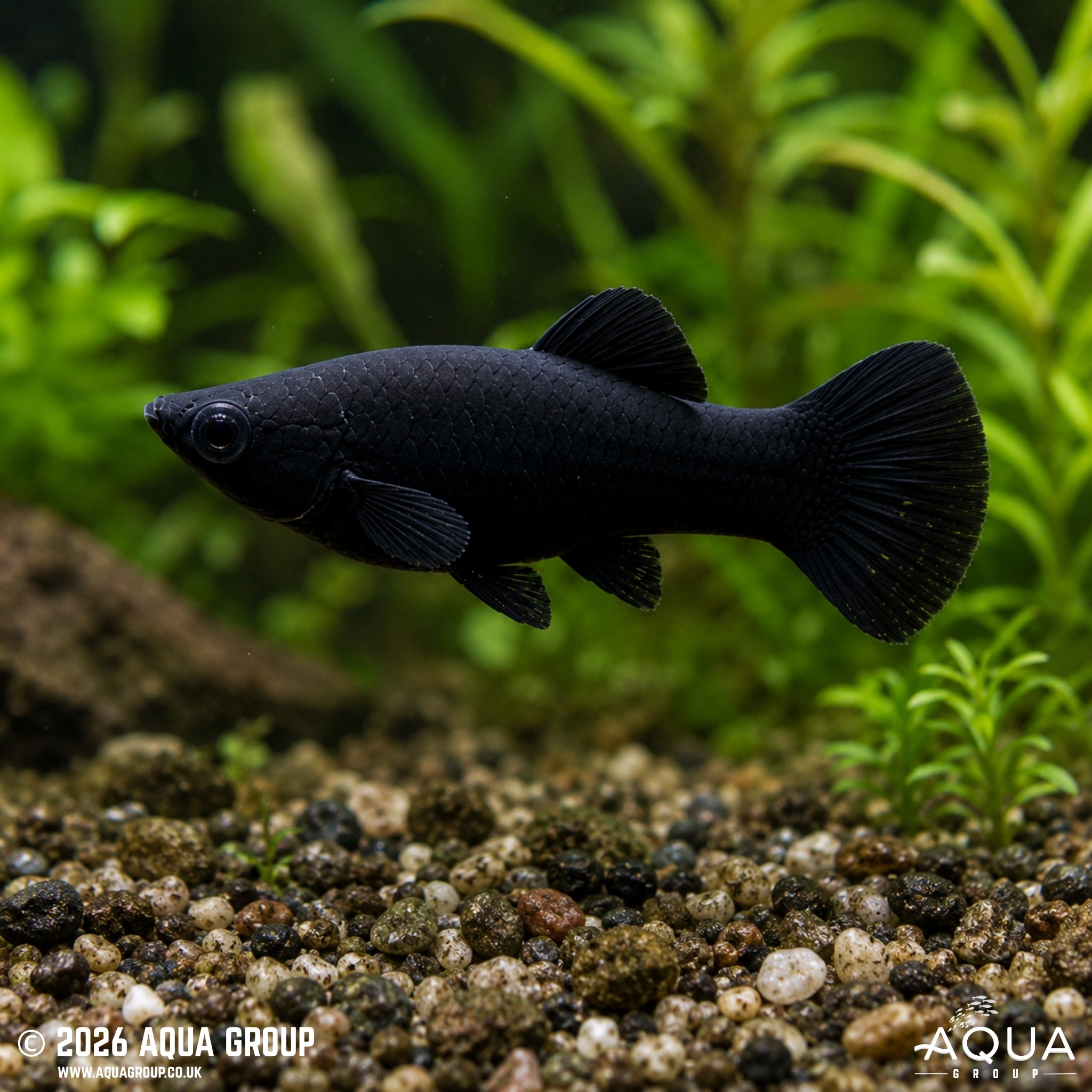 Black Molly - Poecillia latipinna