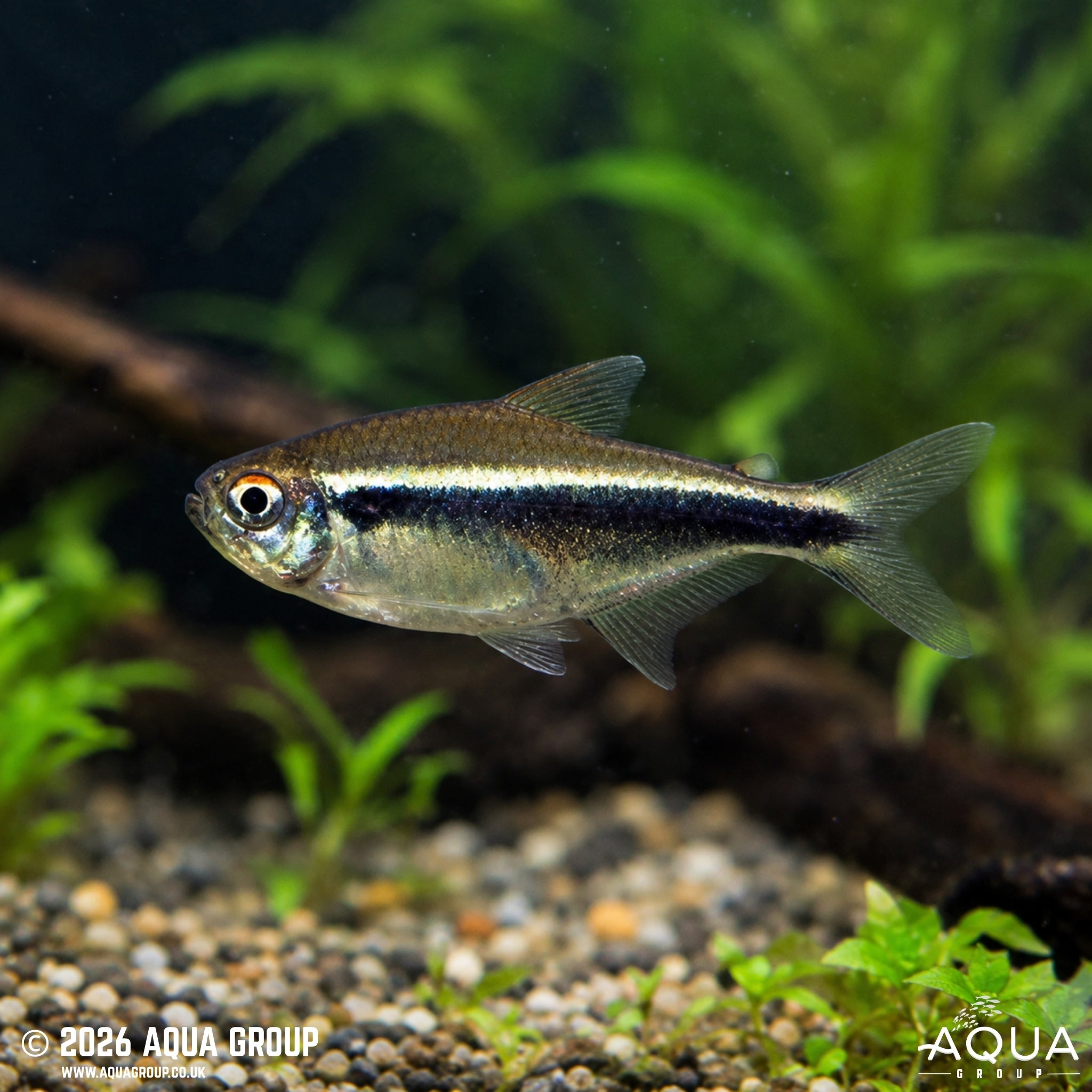 Black Neon Tetra - Hyphessobrycon herbertaxelrodi - Aqua Group