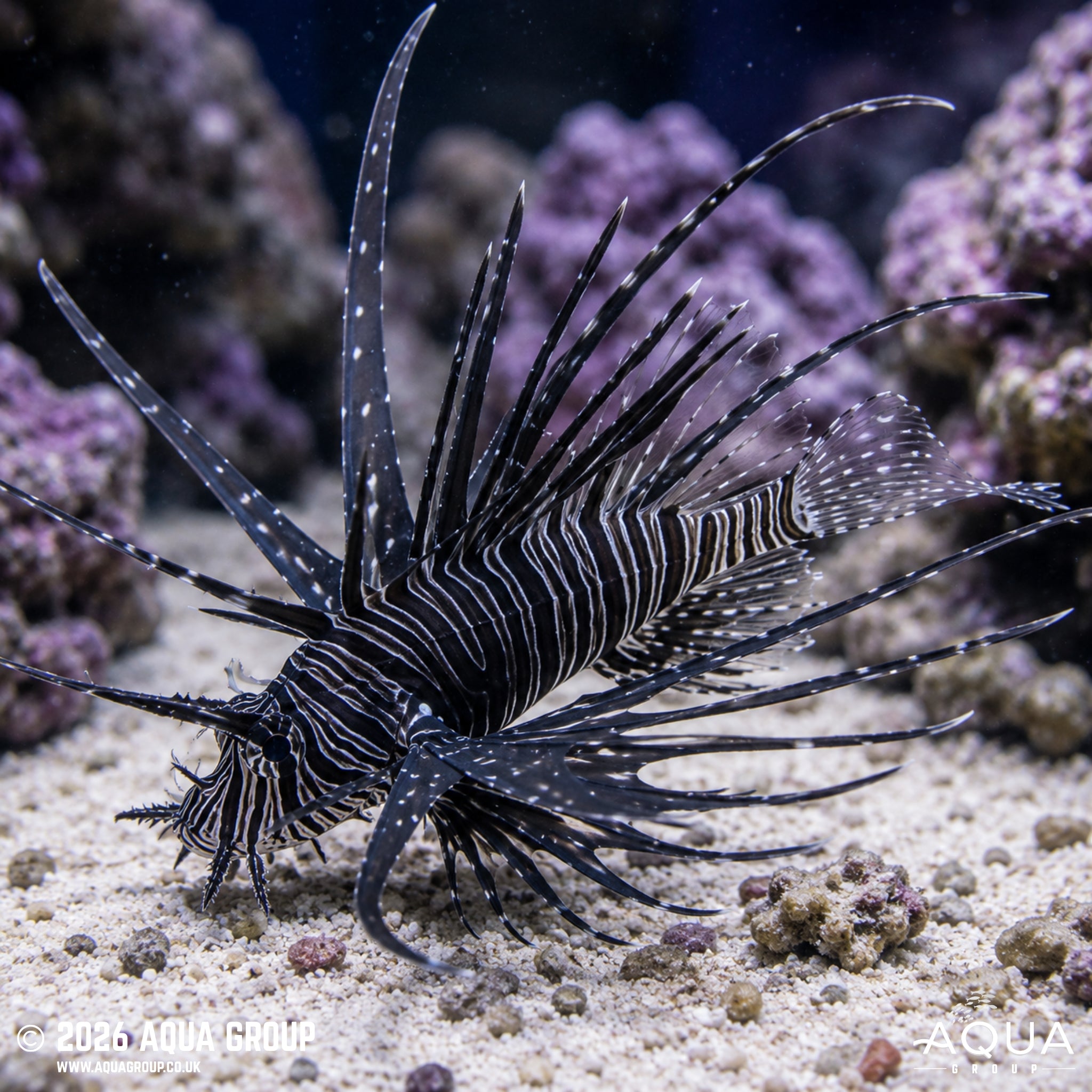 Black Peacock Lionfish - Pterois volitans
