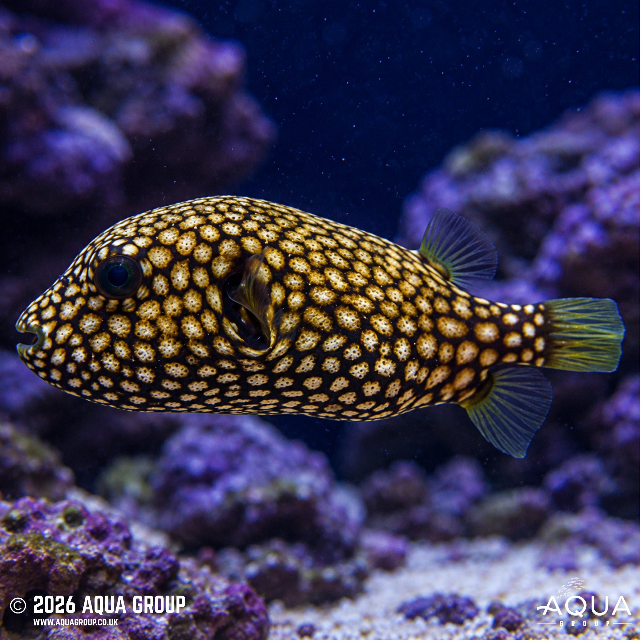 Scribbled Dogface Puffer – Arothron mappa