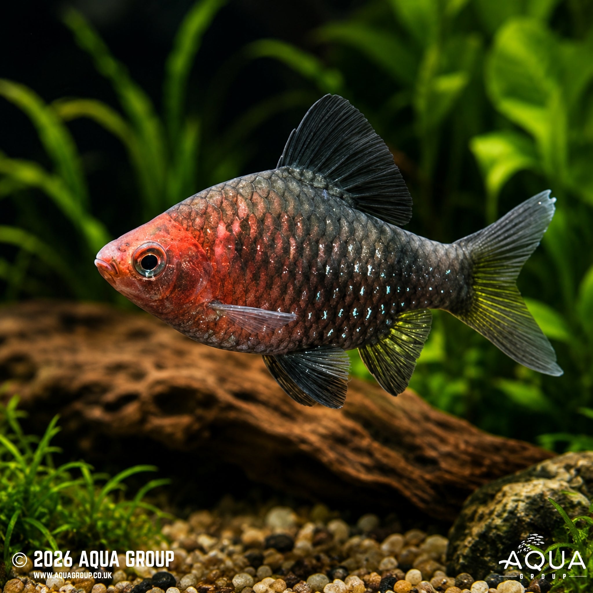Black Ruby Barb - Pethia nigrofasciata