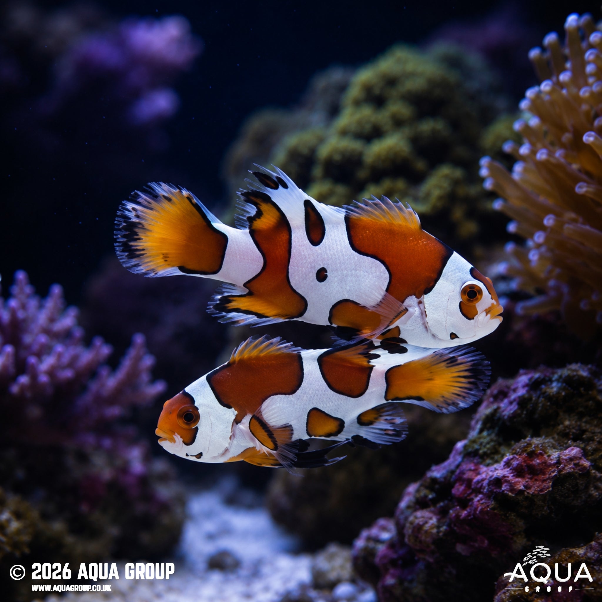 Picasso Storm Longfin Clownfish - Amphiprion ocellaris