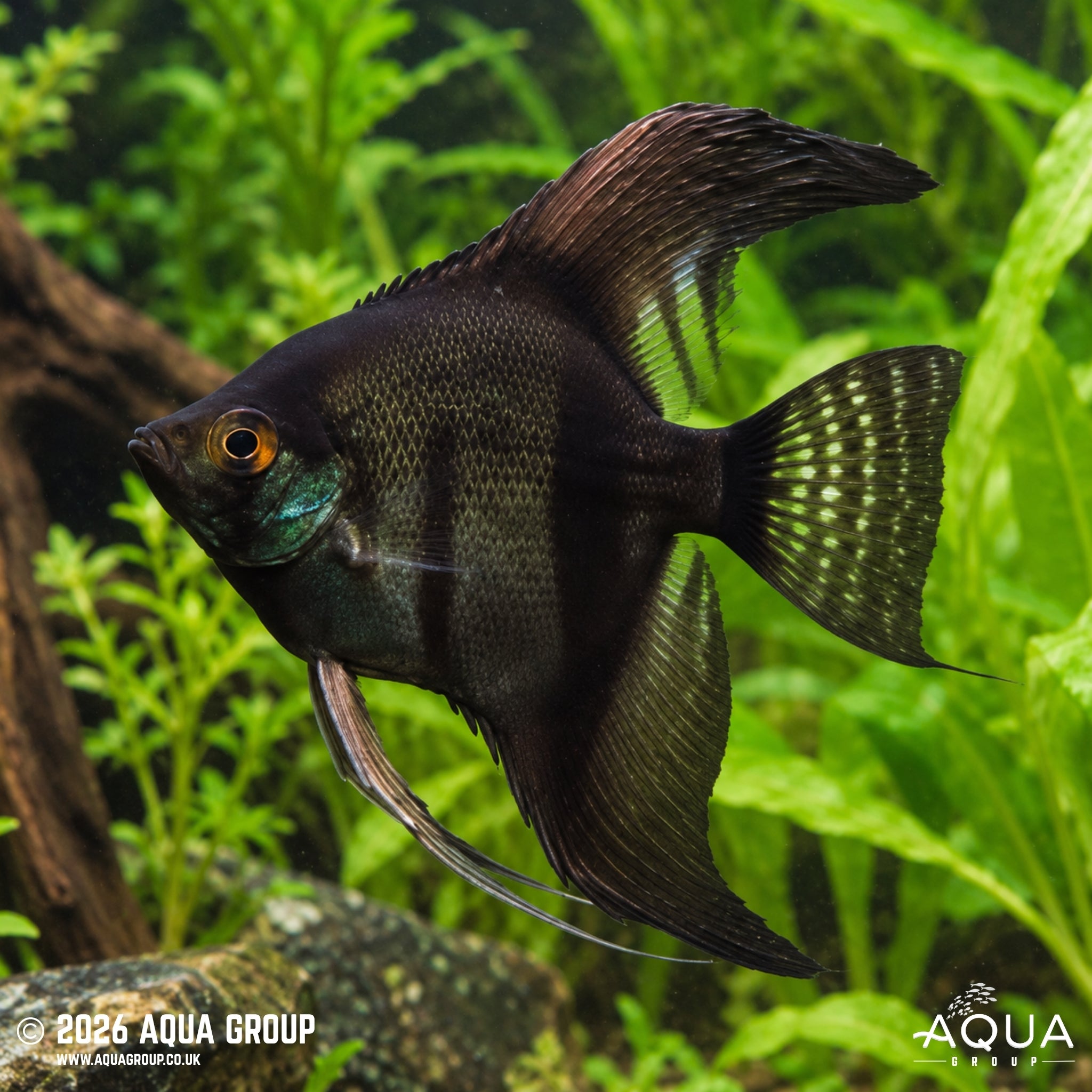 Black Veil Tail Angelfish - Pterophyllum scalare
