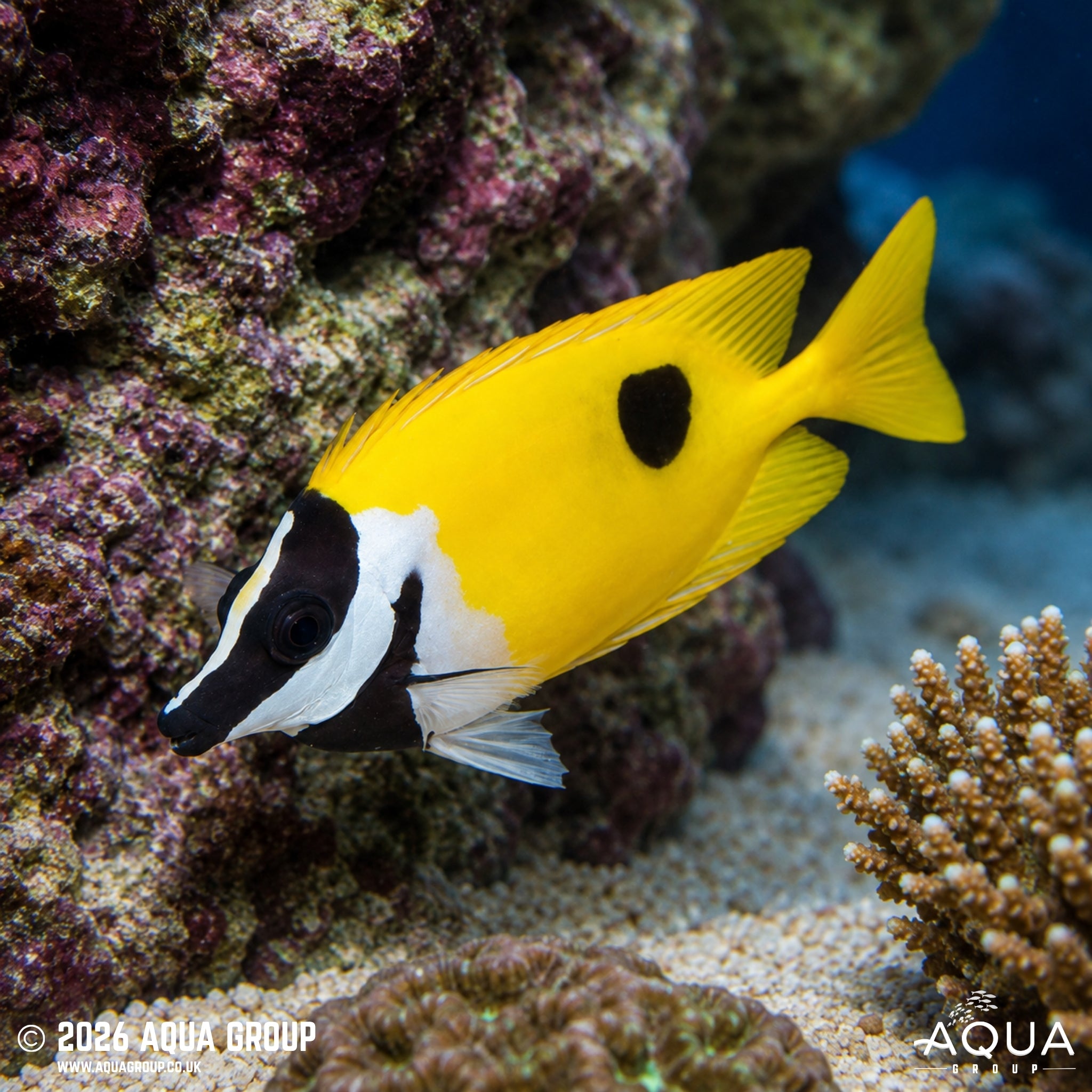 Black Spot Foxface - Siganus unimaculatus - Aqua Group