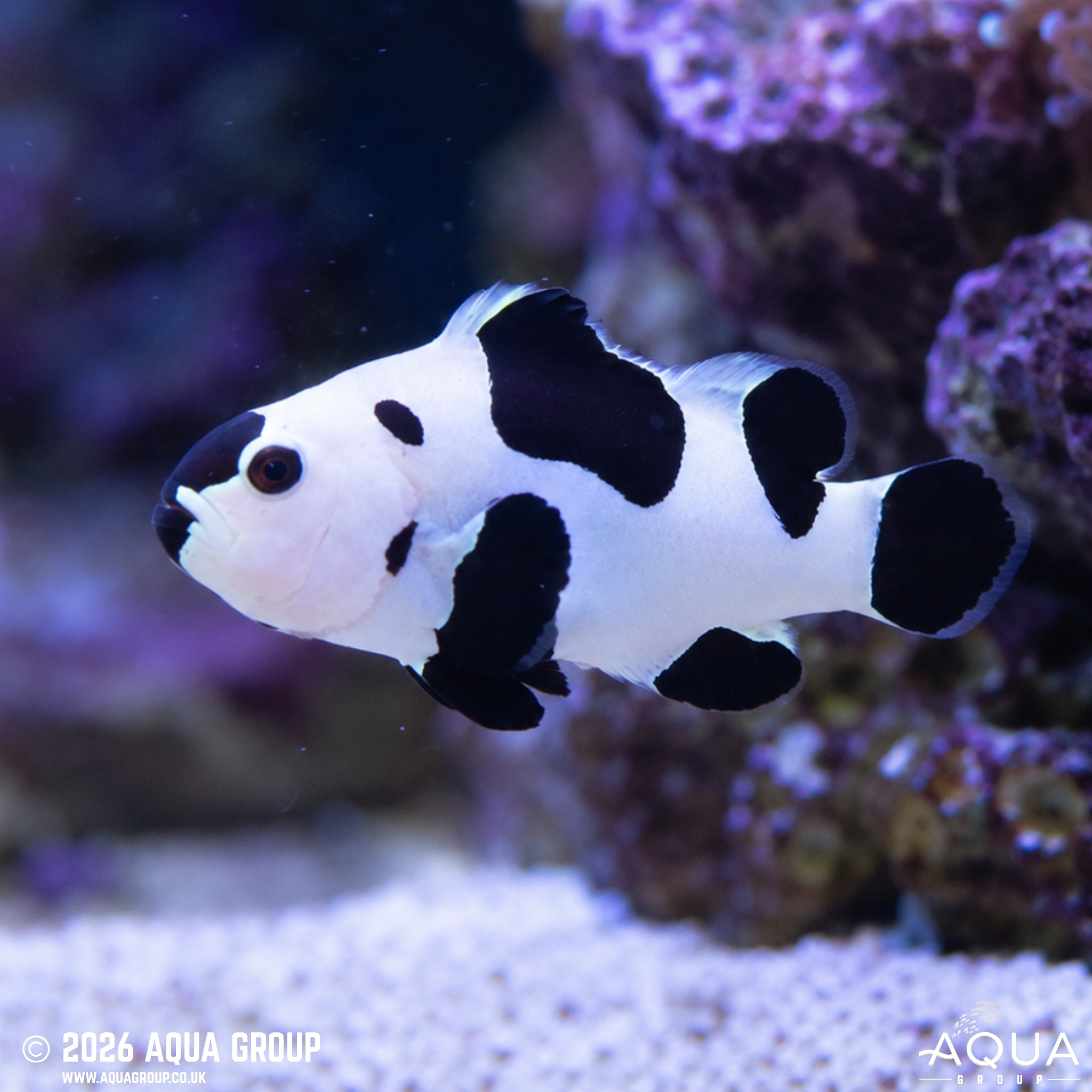 Black Storm Clownfish - Amphiprion ocellaris - Aqua Group