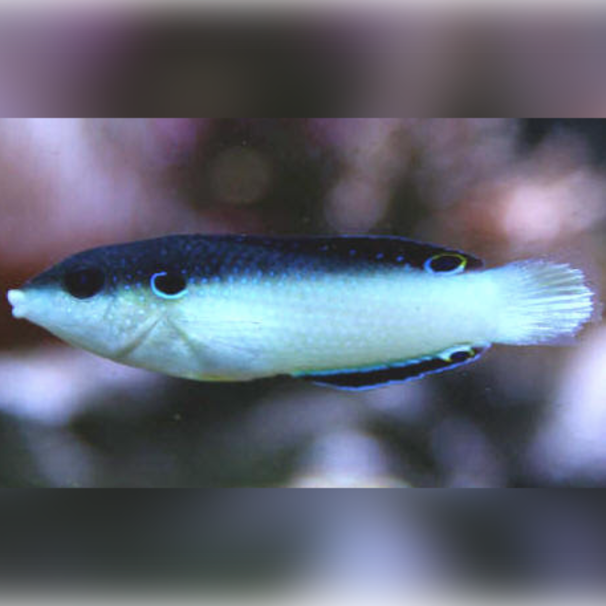 Black & White Anempses Wrasse