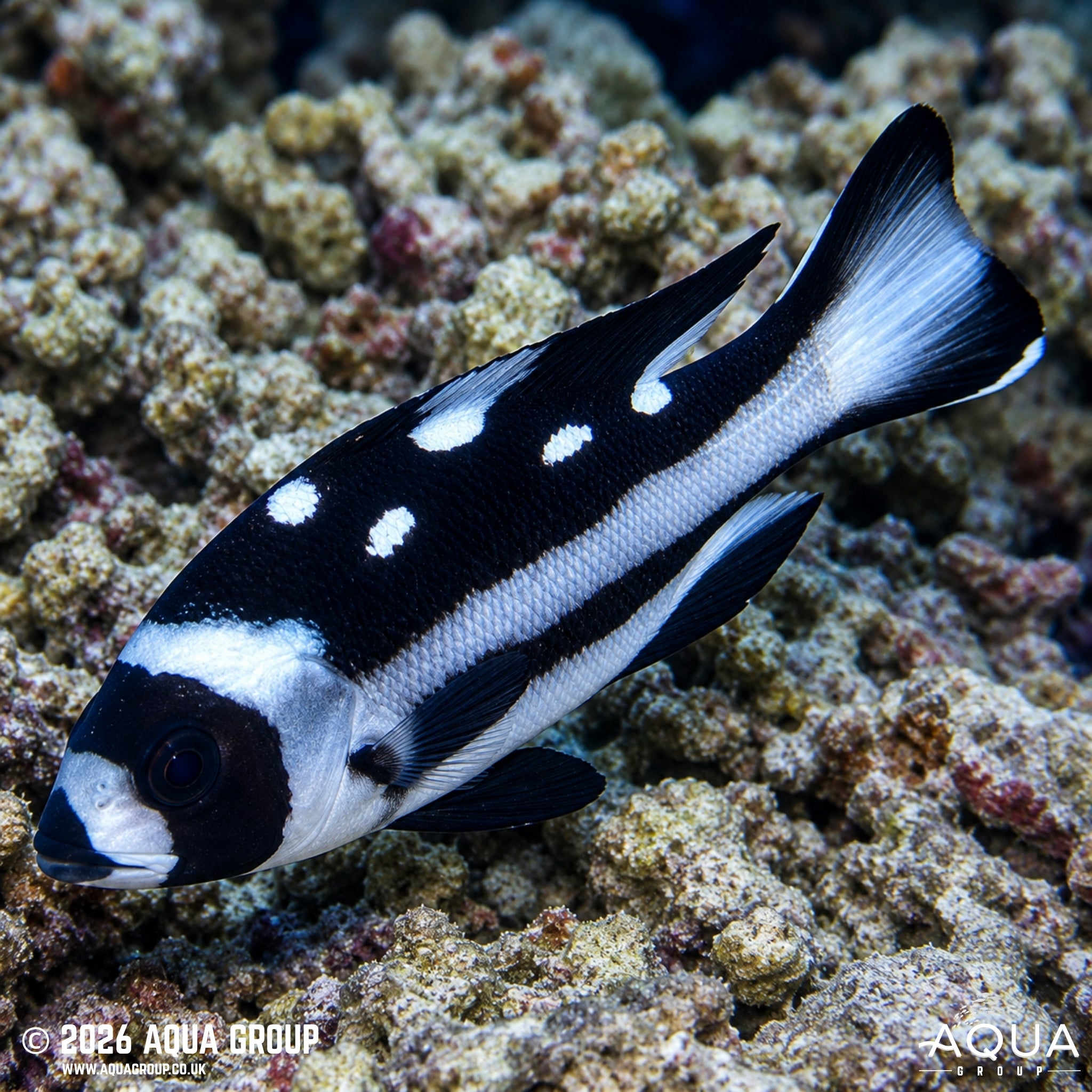 Black and White Snapper - Macolor niger