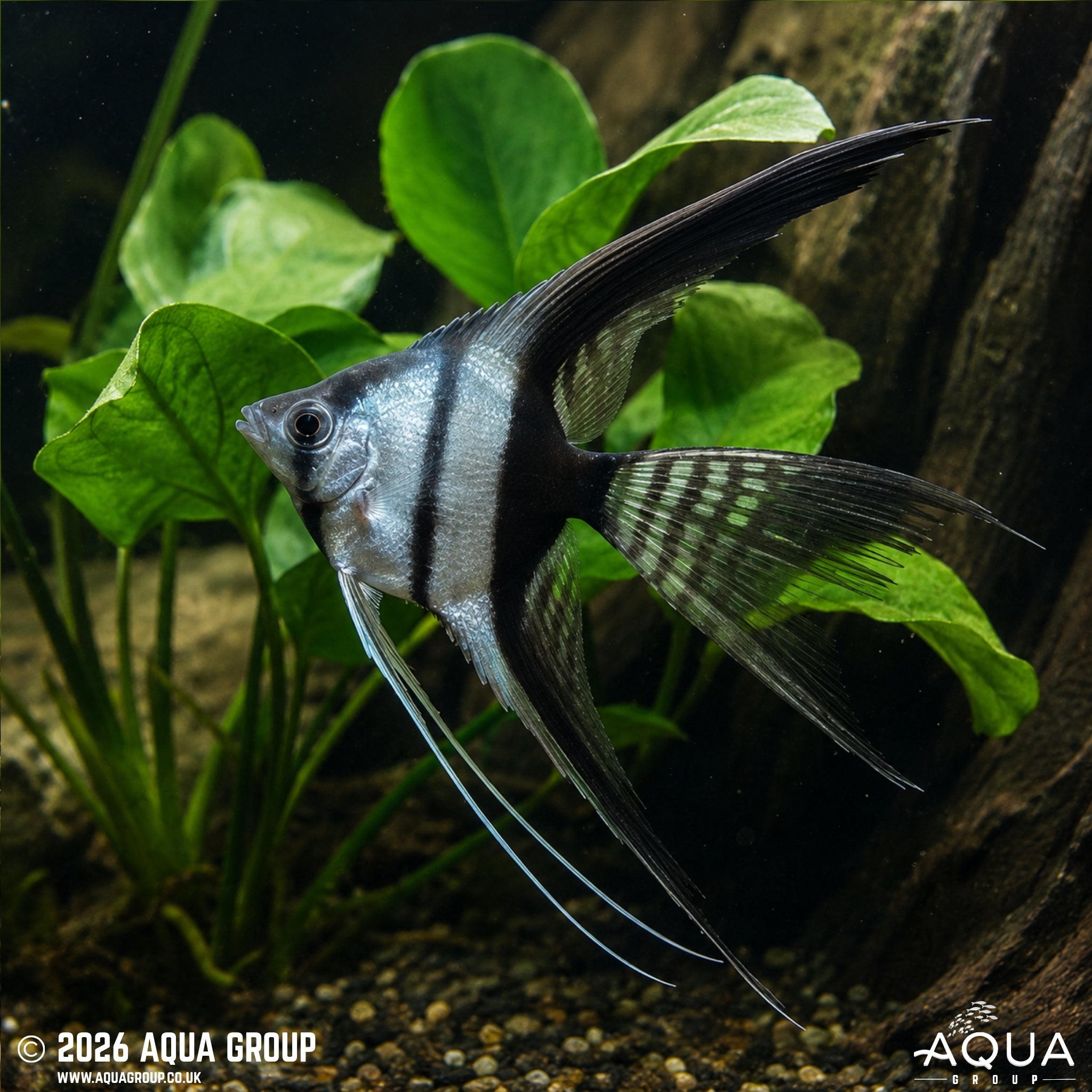 Black and White Veil Tail Angelfish – Pterophyllum scalare