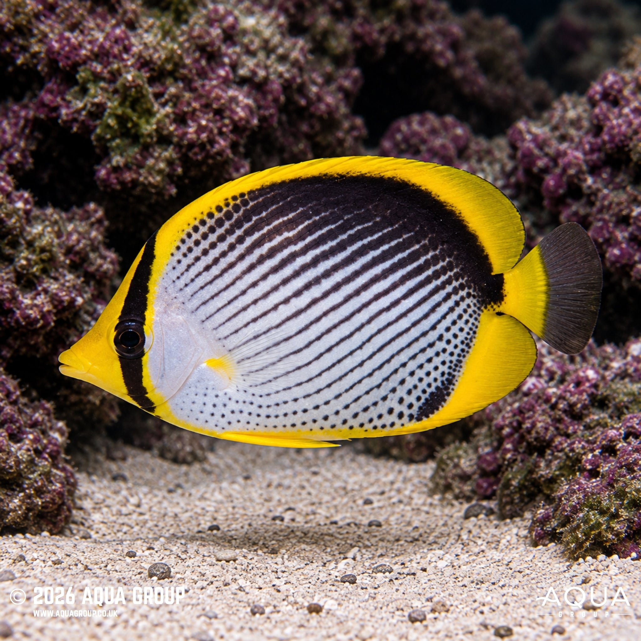 Blackback Butterflyfish - Chaetodon melannotus