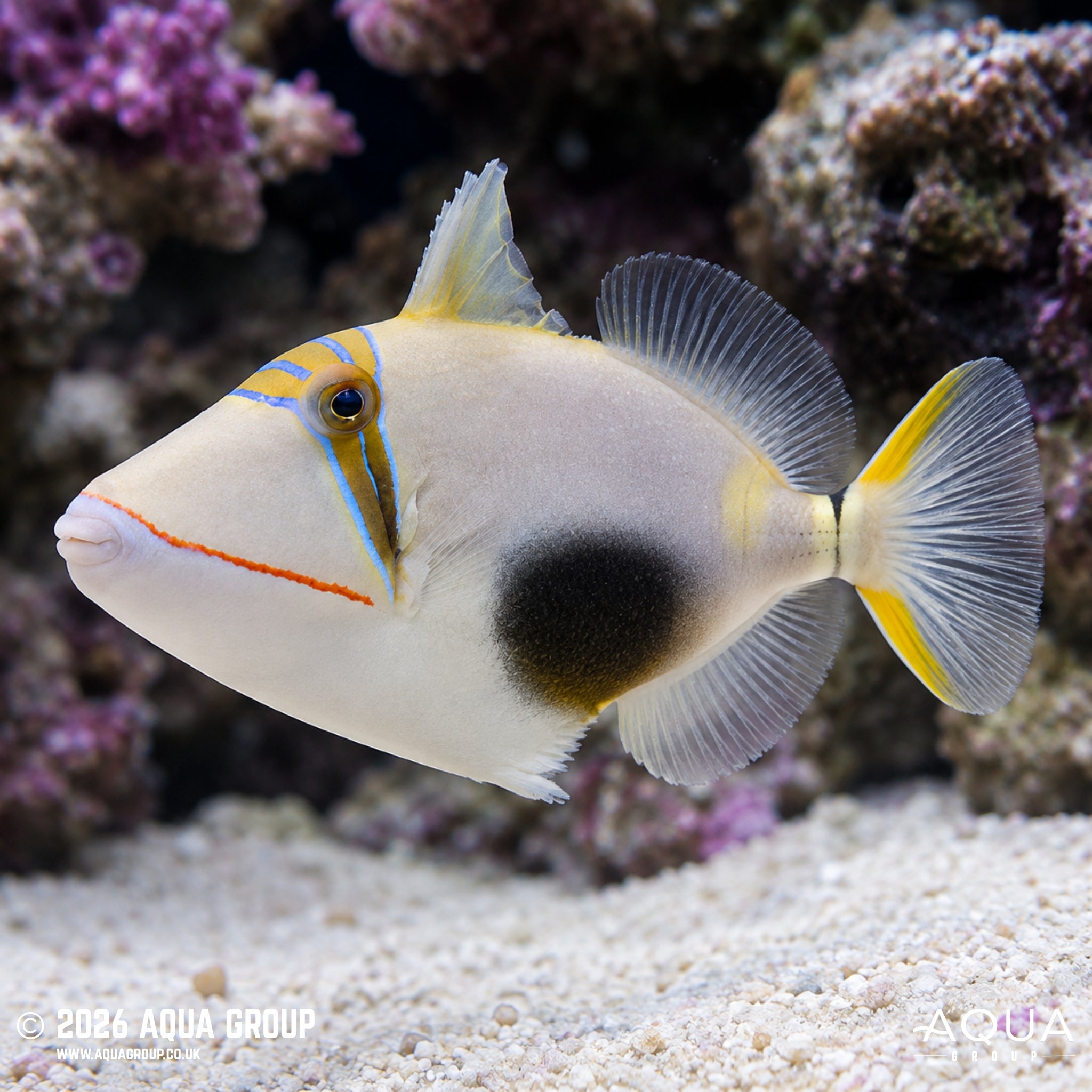Blackbelly Triggerfish - Rhinecanthus verrucosus