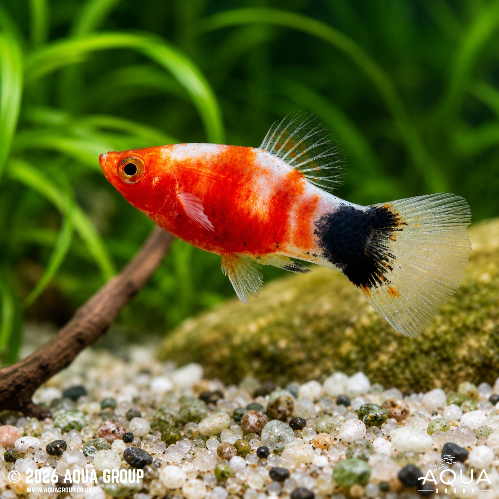 Bleeding Heart Mickey Mouse Platy - Xiphophorus maculatus