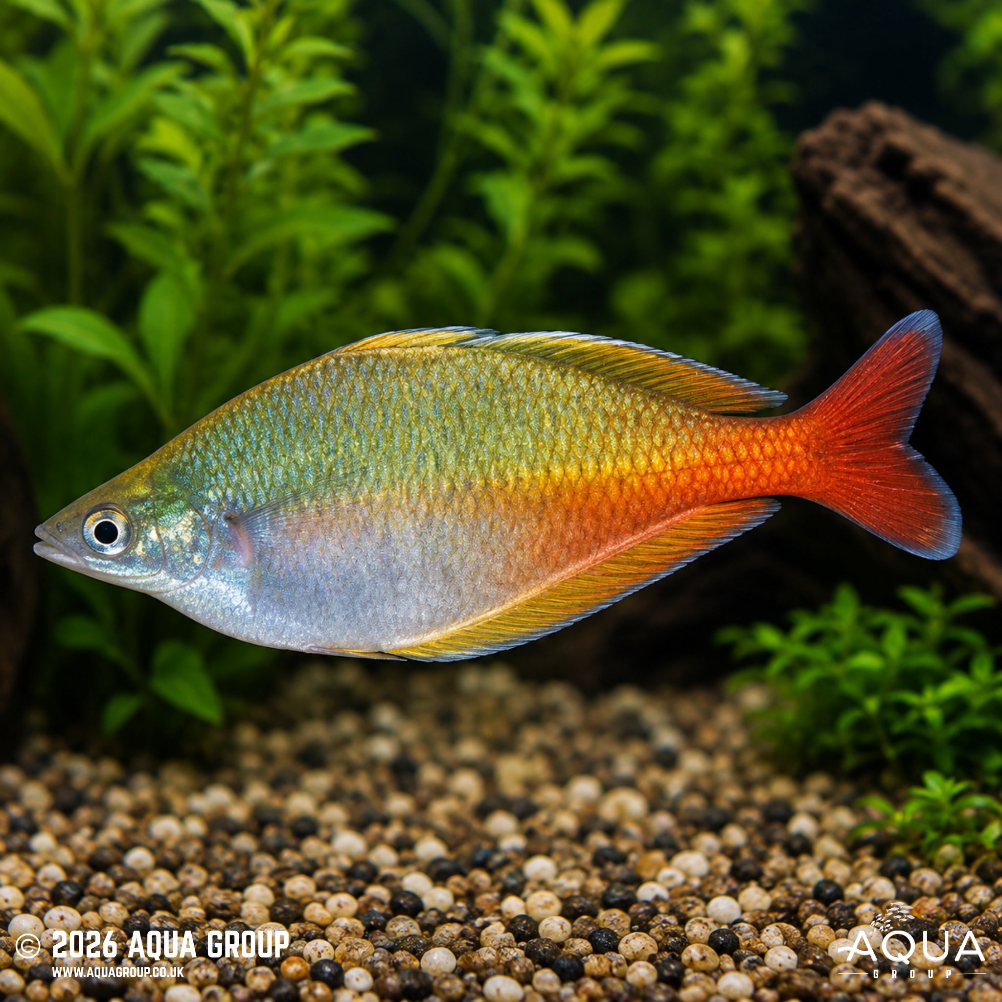 Bleher’s Rainbowfish - Chilatherina bleheri