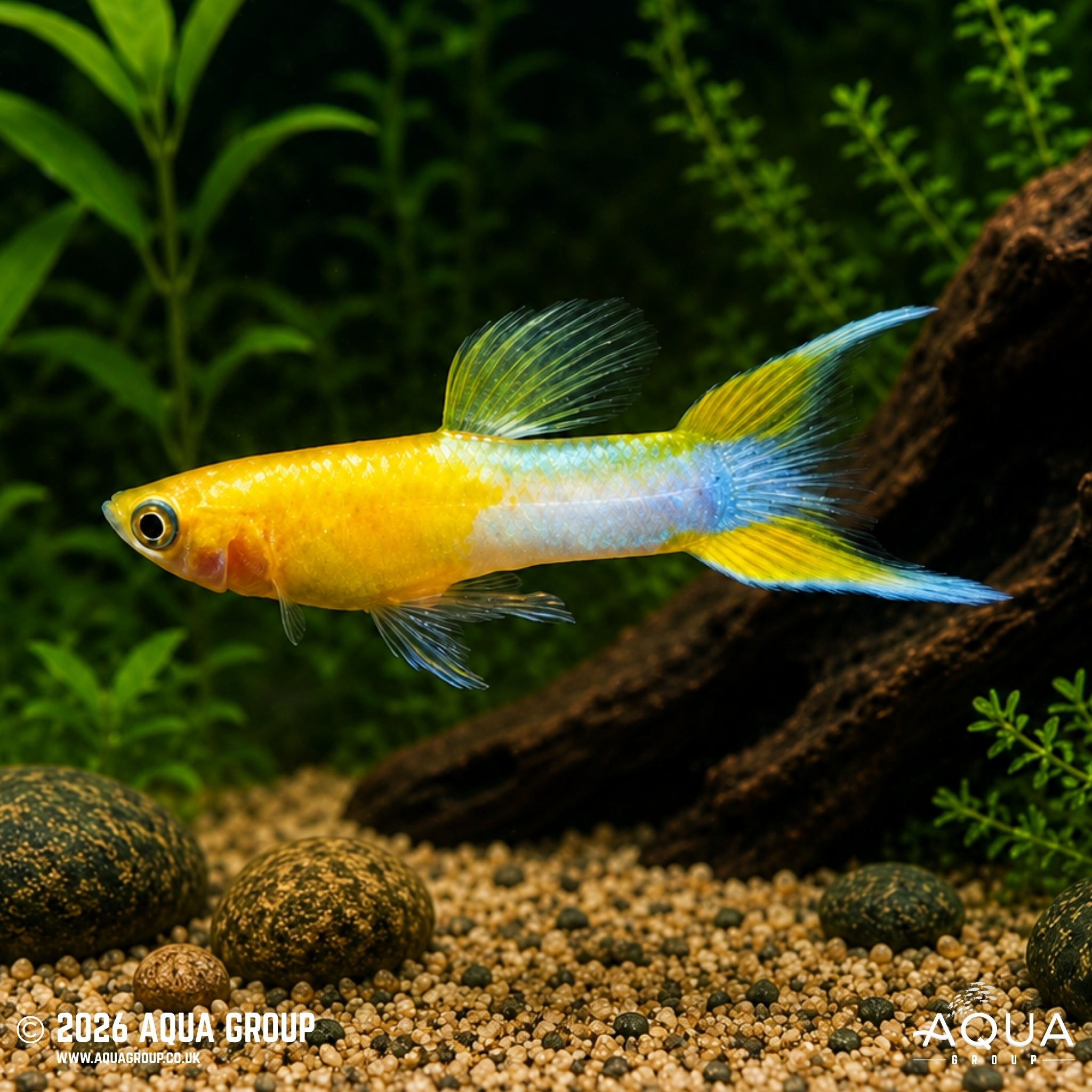 Blonde Japan Blue/Red Double Sword Guppy - Poecilia reticulata