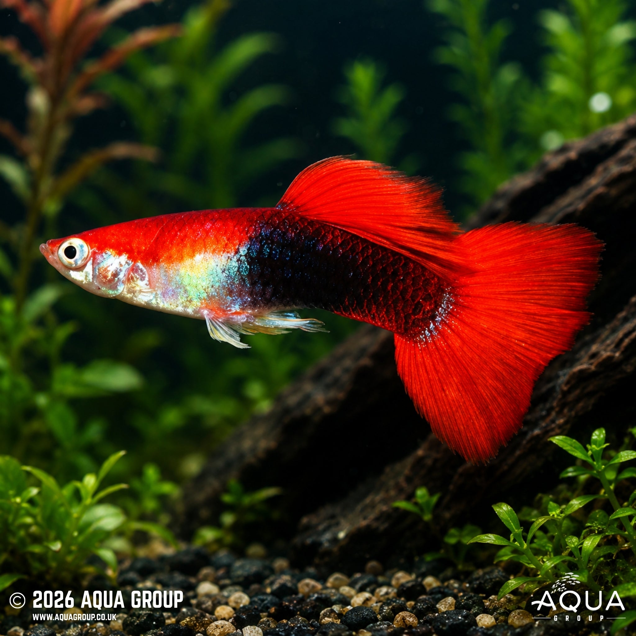 Blonde/Red Tuxedo Guppy - Poecillia reticulata