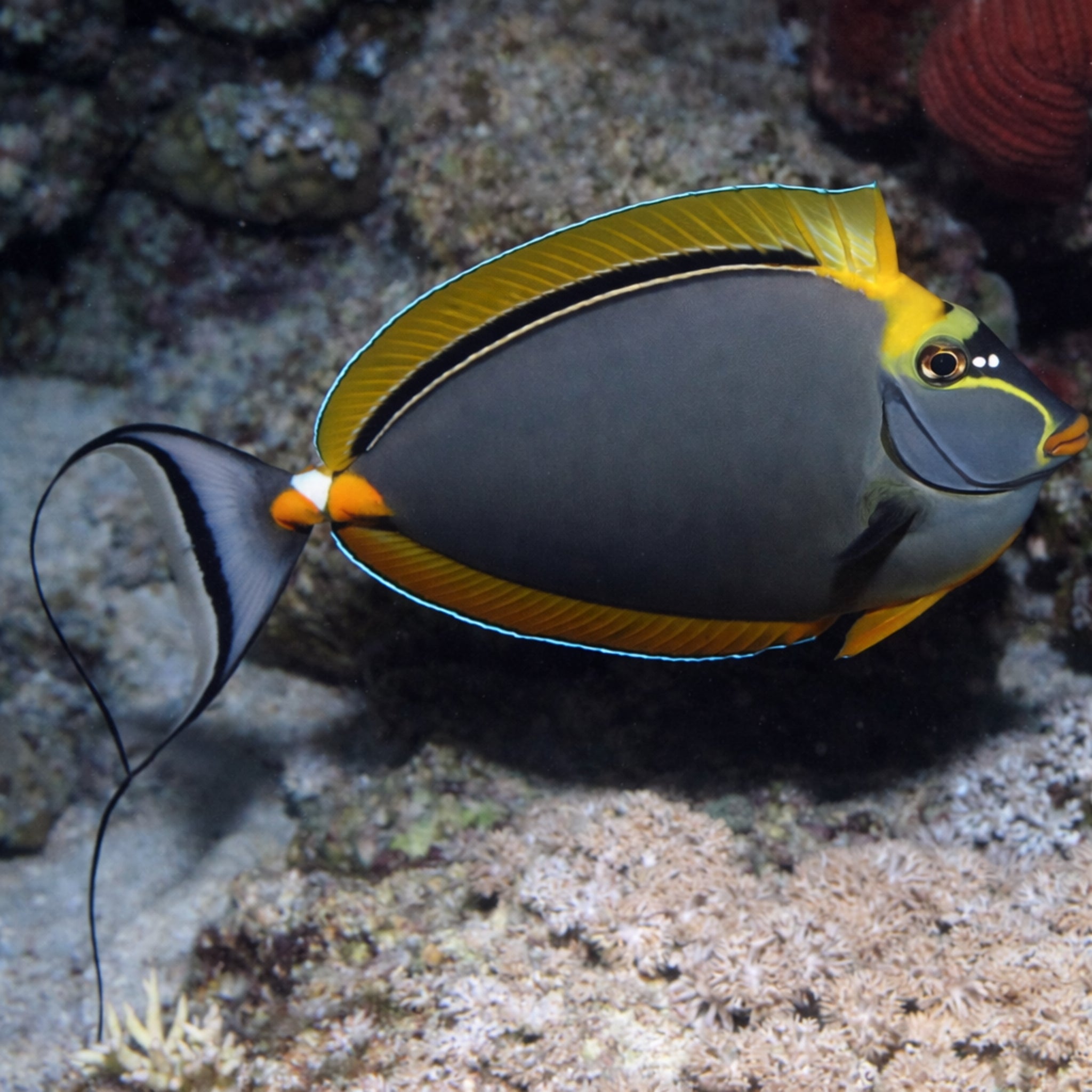 Blonde Lipstick Naso Tang - Naso elegans