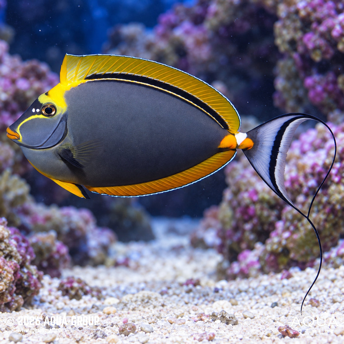 Blonde Lipstick Naso Tang - Naso elegans