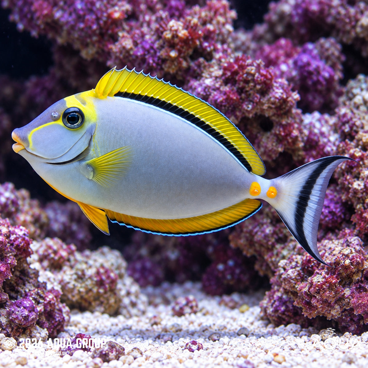 Blonde Lipstick Naso Tang - Naso elegans - Aqua Group