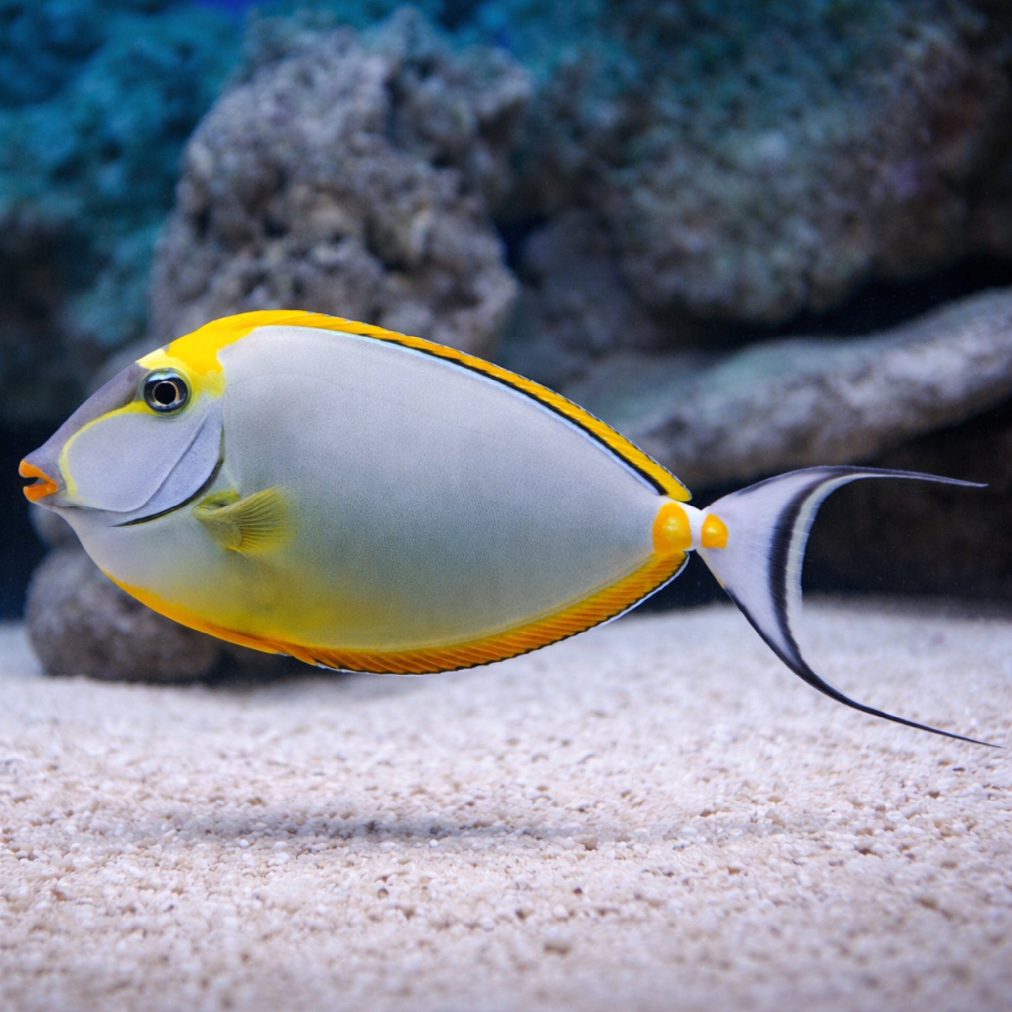 Blonde Lipstick Naso Tang - Naso elegans