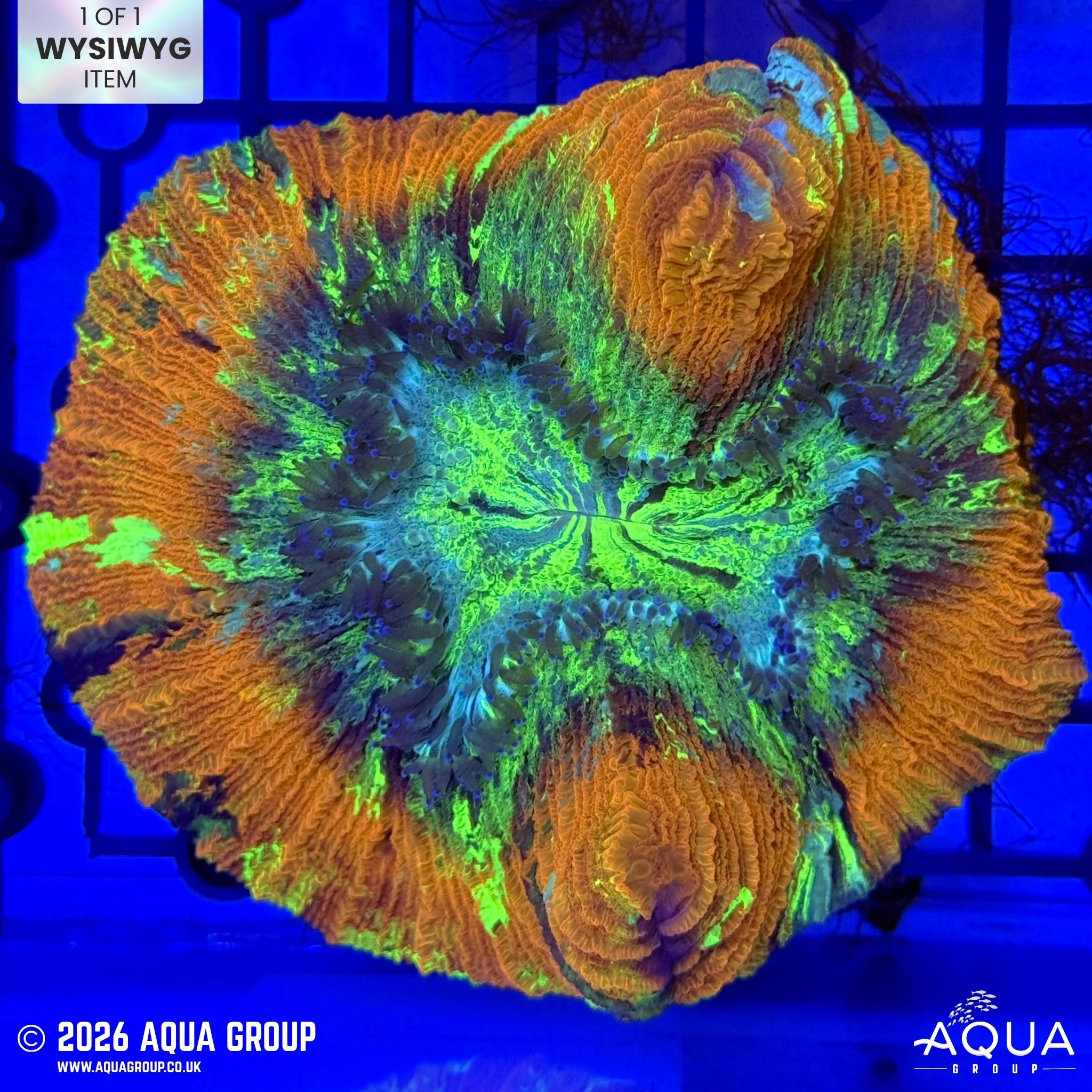 Blood Bath Trachyphyllia #9 - WYSIWYG
