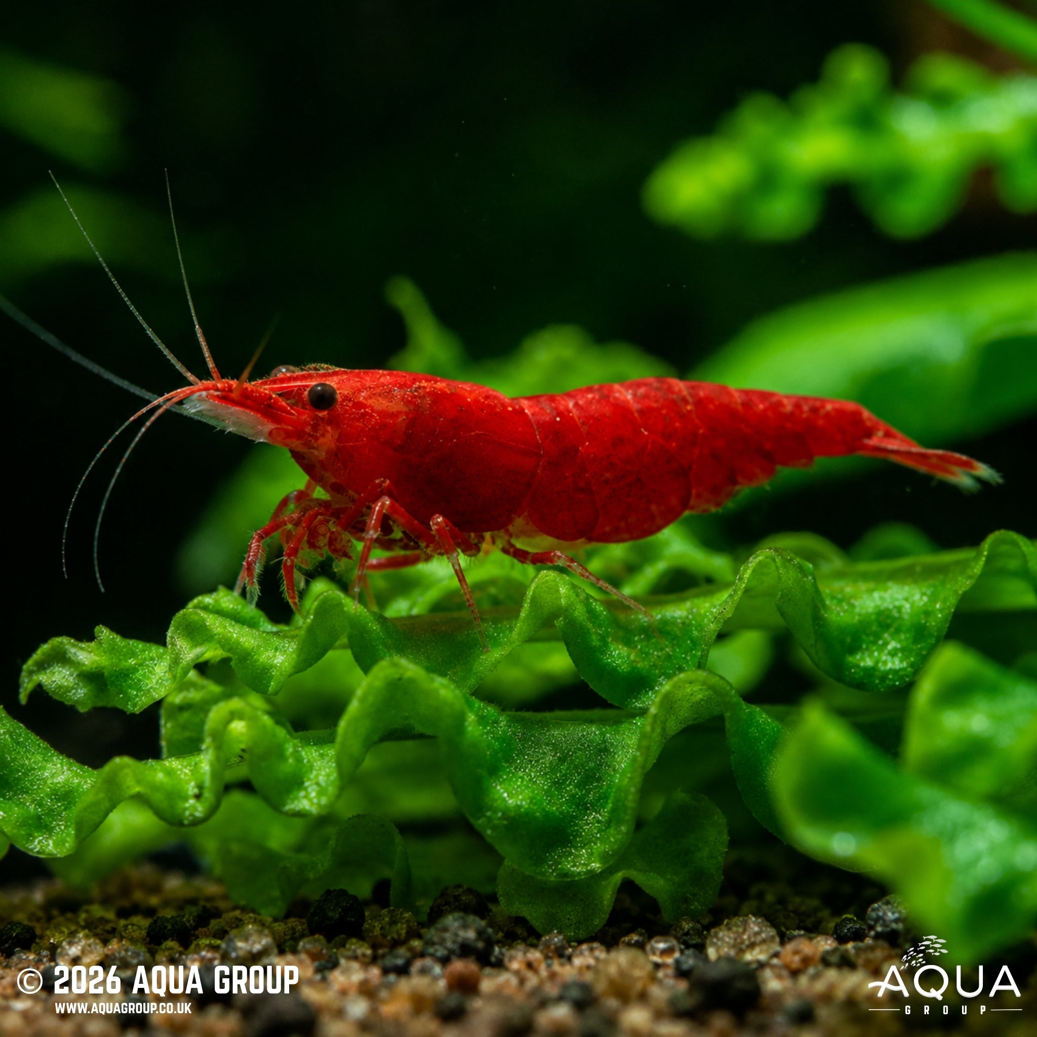 Bloody Mary - Neocaridina spp