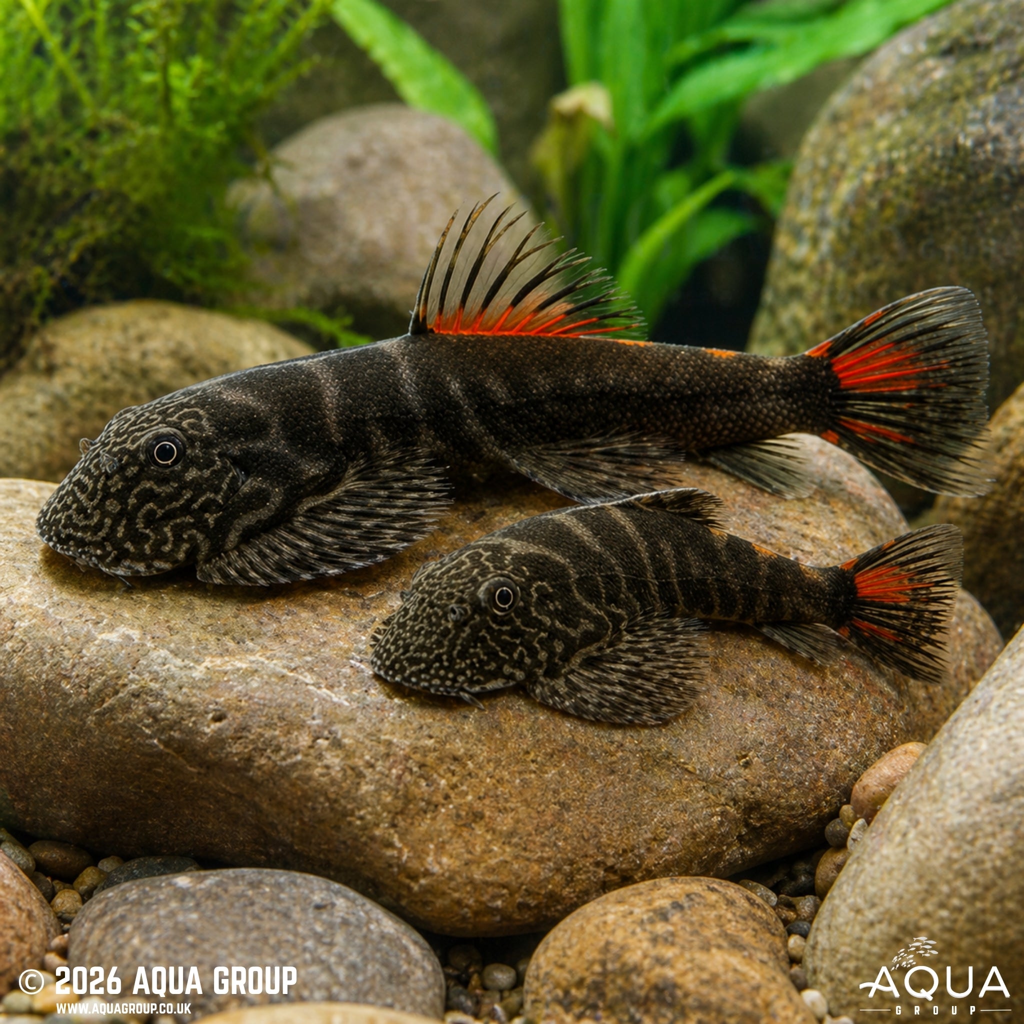Bloody Mary Borneo Loach - Gastromyzon sp.