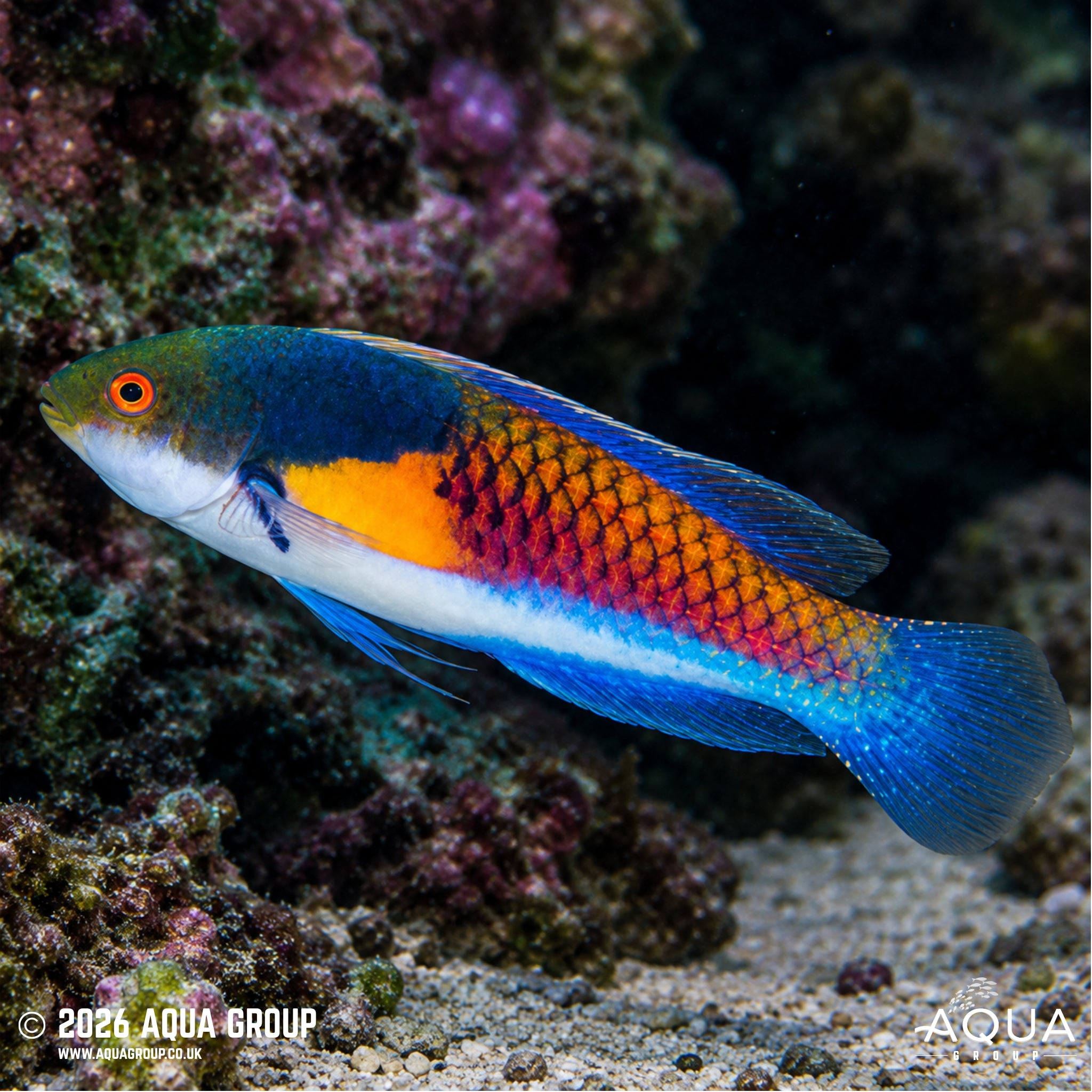 Blue-Sided Fairy Wrasse - Cirrhilabrus cyanopleura