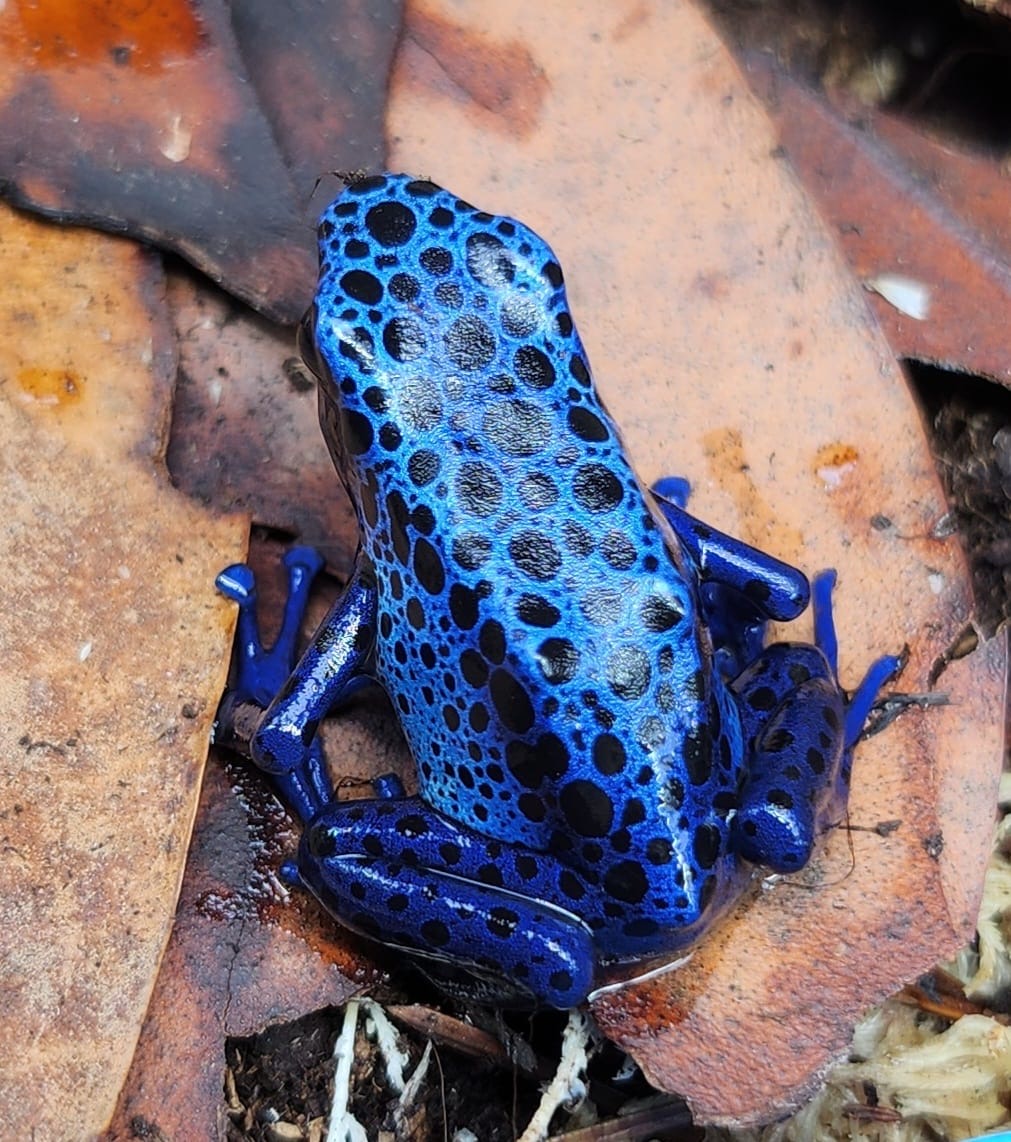 Blue & Black Dart Frog (Dendrobates Azureus)