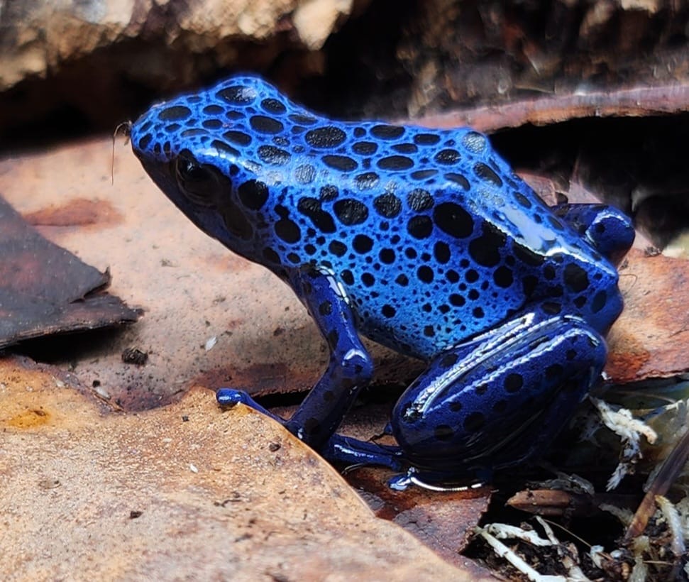 Blue & Black Dart Frog (Dendrobates Azureus)