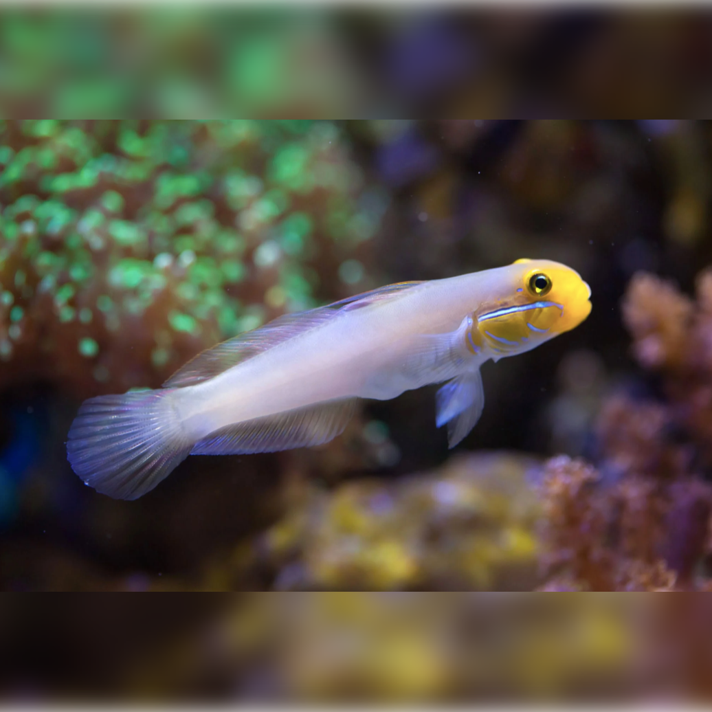 Blue Cheek Goby - West Ind Ocean