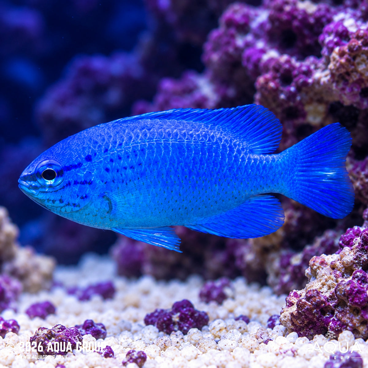 Blue Devil Damsel - Chrysiptera cyanea