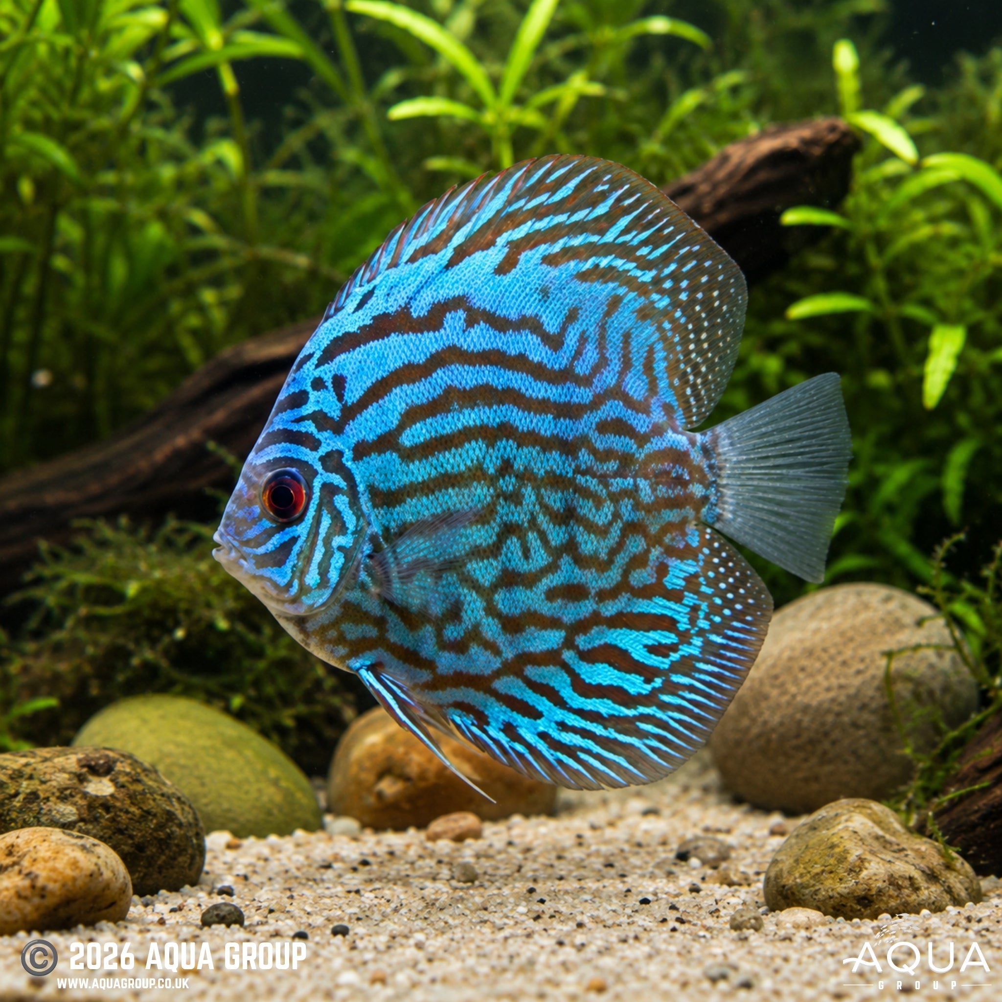 Blue Discus - Symphysodon discus