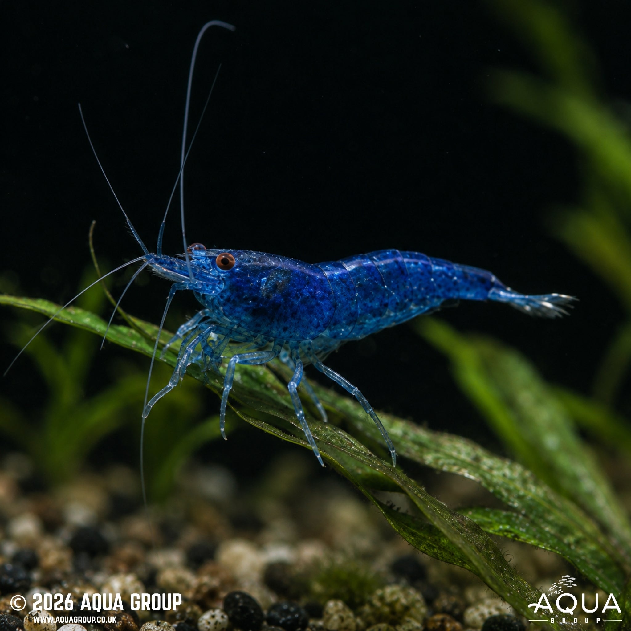 Blue Dream Shrimp - Neocaridina spp