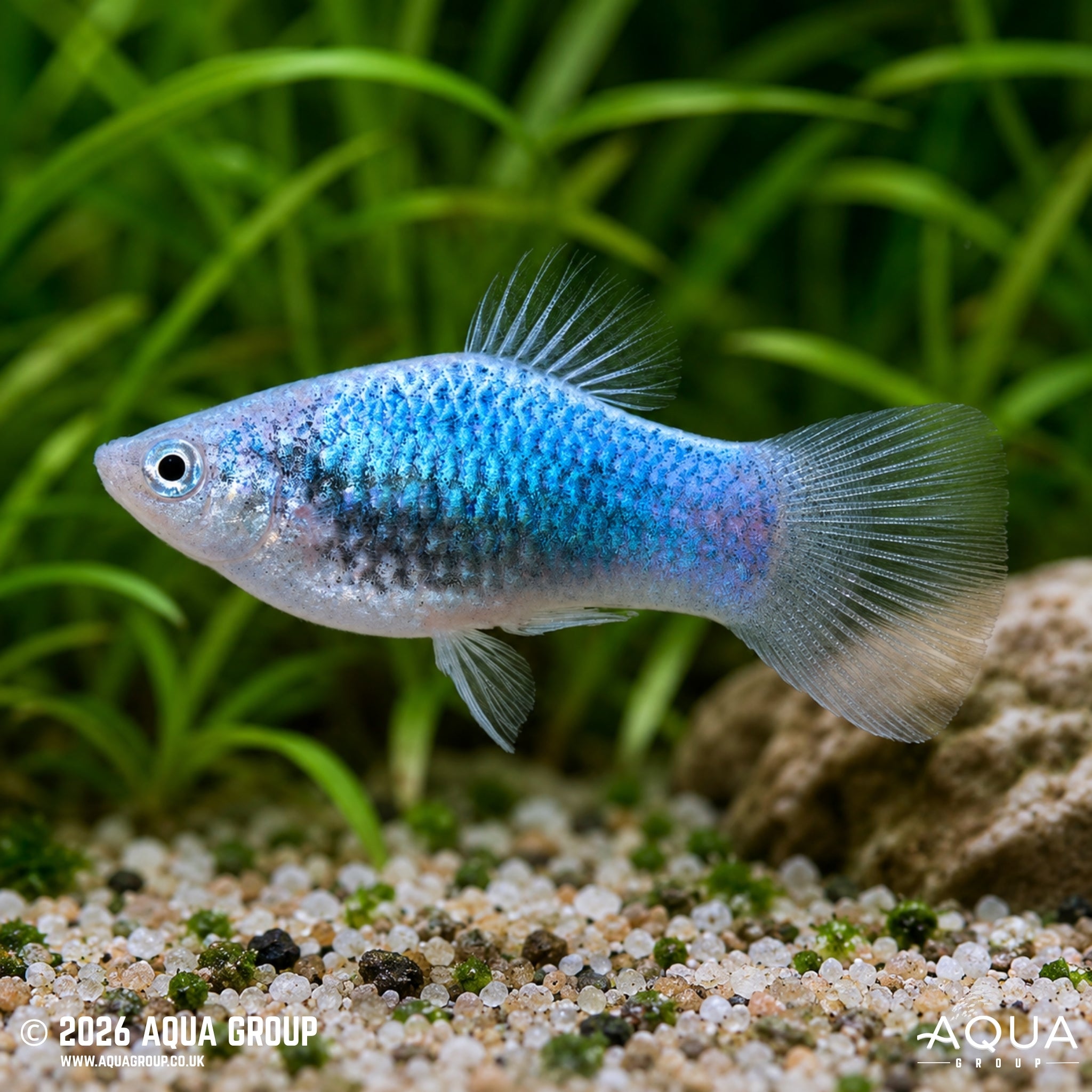 Blue Glowlight Platy - Xiphophorus maculatus